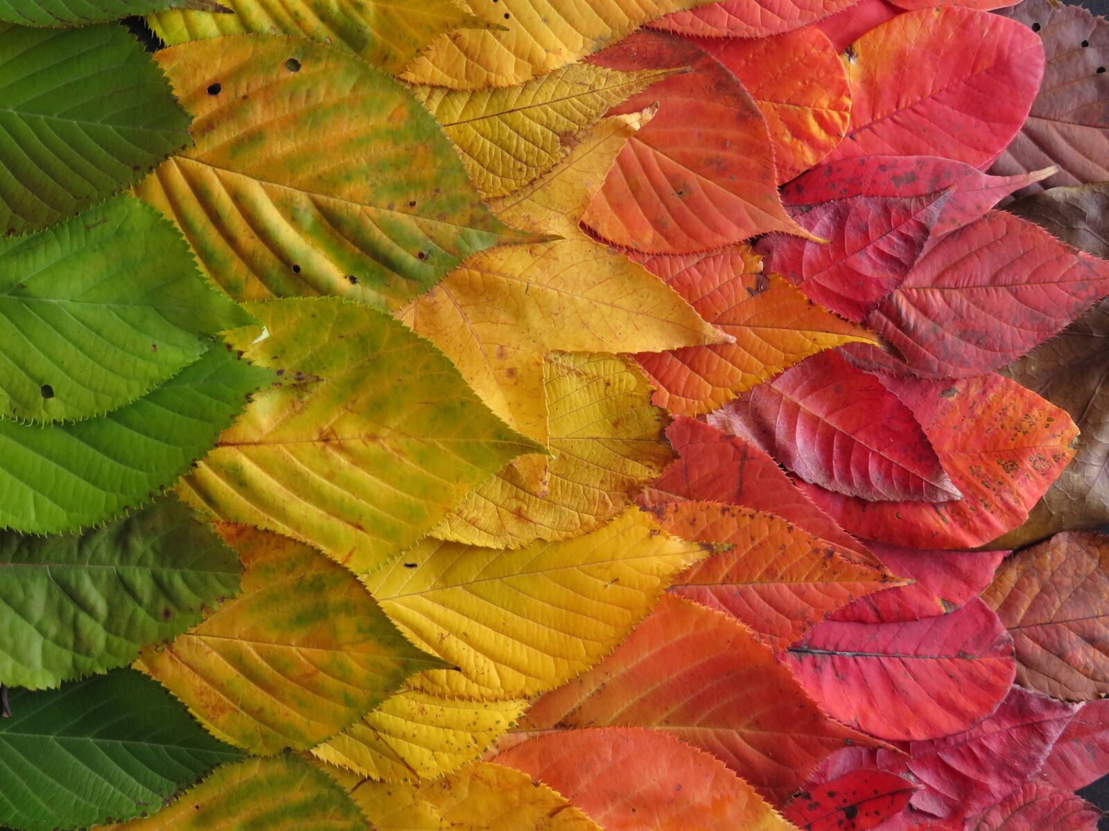 Canon PowerShot SX710 HS sample photo. Autumn leaves, colourful, leaves photography