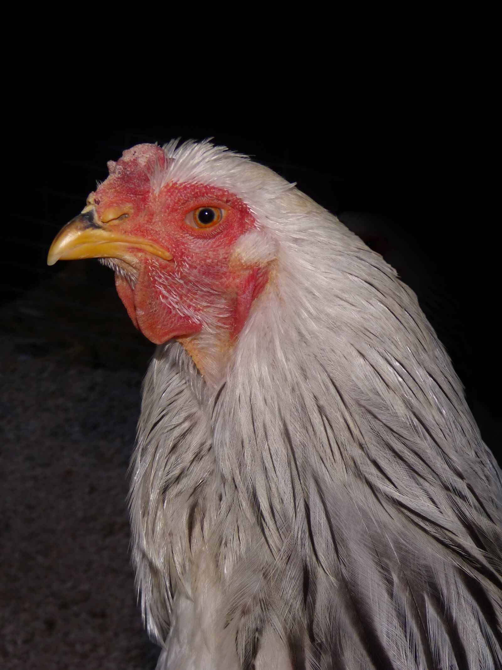 Panasonic DMC-FZ62 sample photo. Hen, laying hen, poultry photography