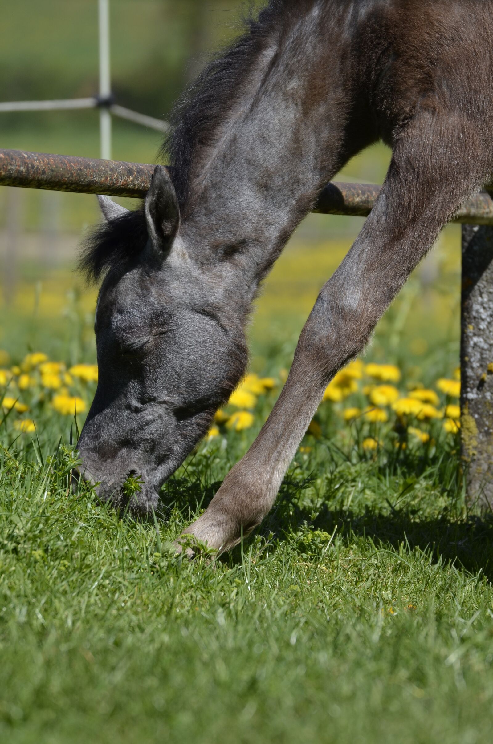 Nikon D5100 sample photo. Mare, thoroughbred arabian, main photography