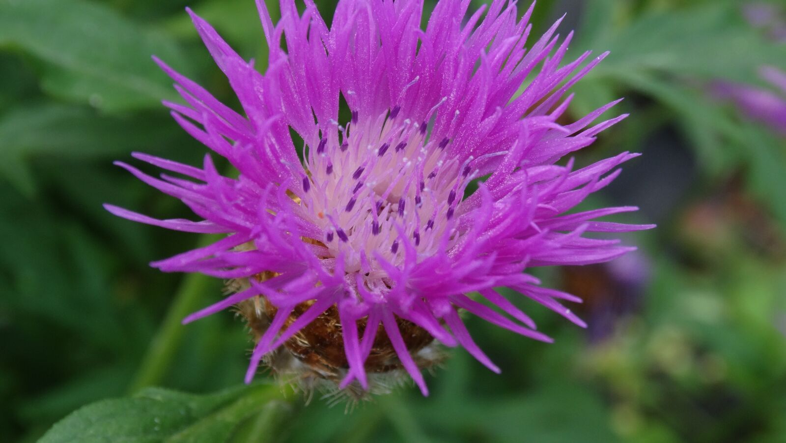 Sony Cyber-shot DSC-HX300 sample photo. Nature, summer, flower photography