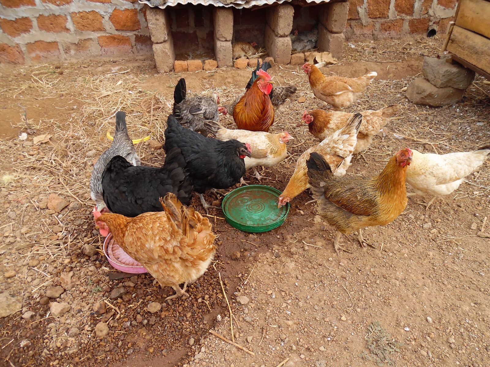 Samsung WB35F/WB36F/WB37F sample photo. Poultry farming, africa, moshi photography