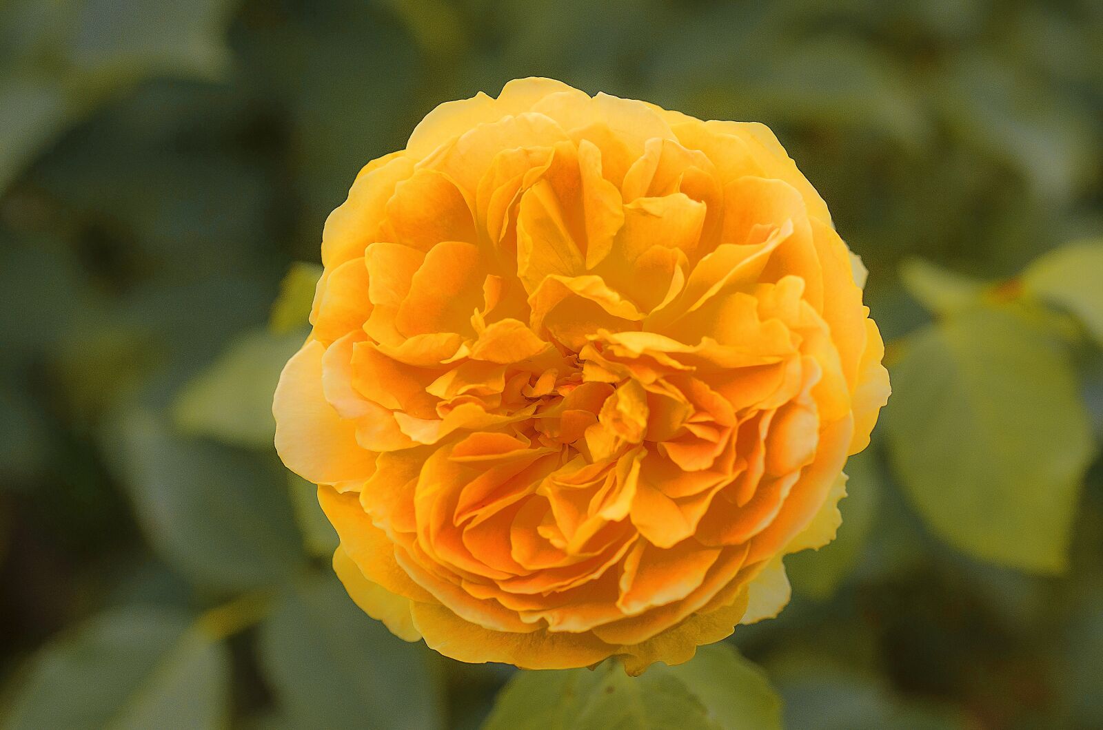 Nikon D7000 sample photo. Dahlia, yellow, bloom photography
