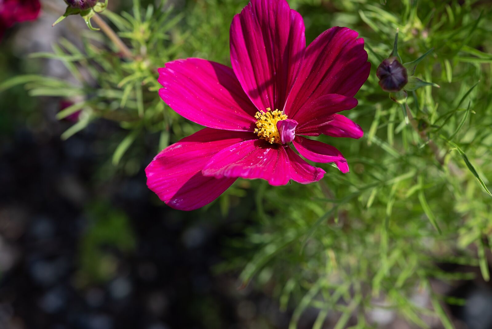 Nikon D750 sample photo. Flower, blossom, bloom photography