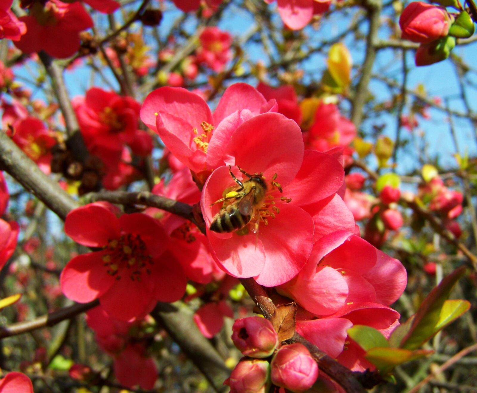 Kodak EASYSHARE ZD710 ZOOM DIGITAL CAMERA sample photo. Flowering quince japan, pink photography