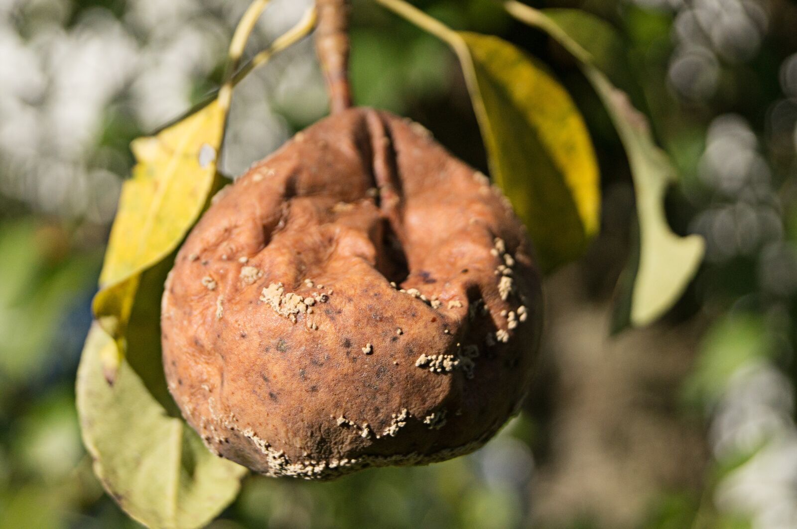 Sony SLT-A57 sample photo. Fruit, pear, rotten photography
