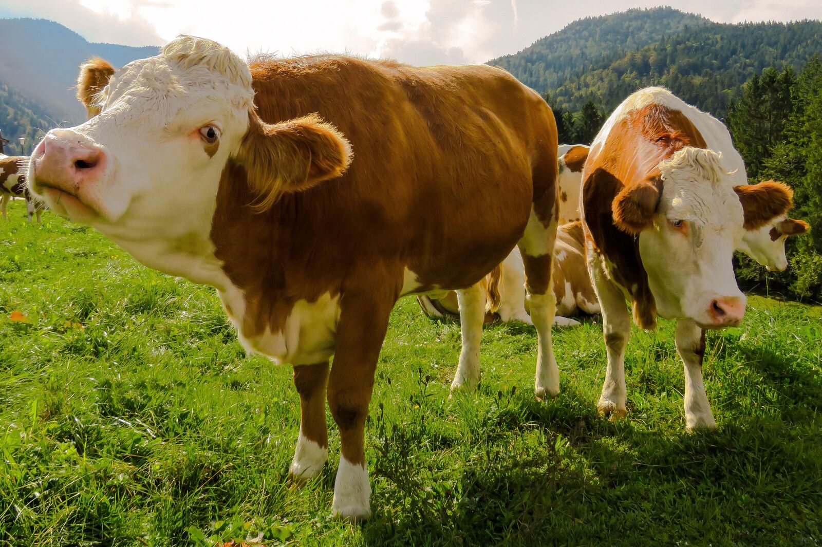 Canon PowerShot SX710 HS sample photo. Animal, cow, cattle photography