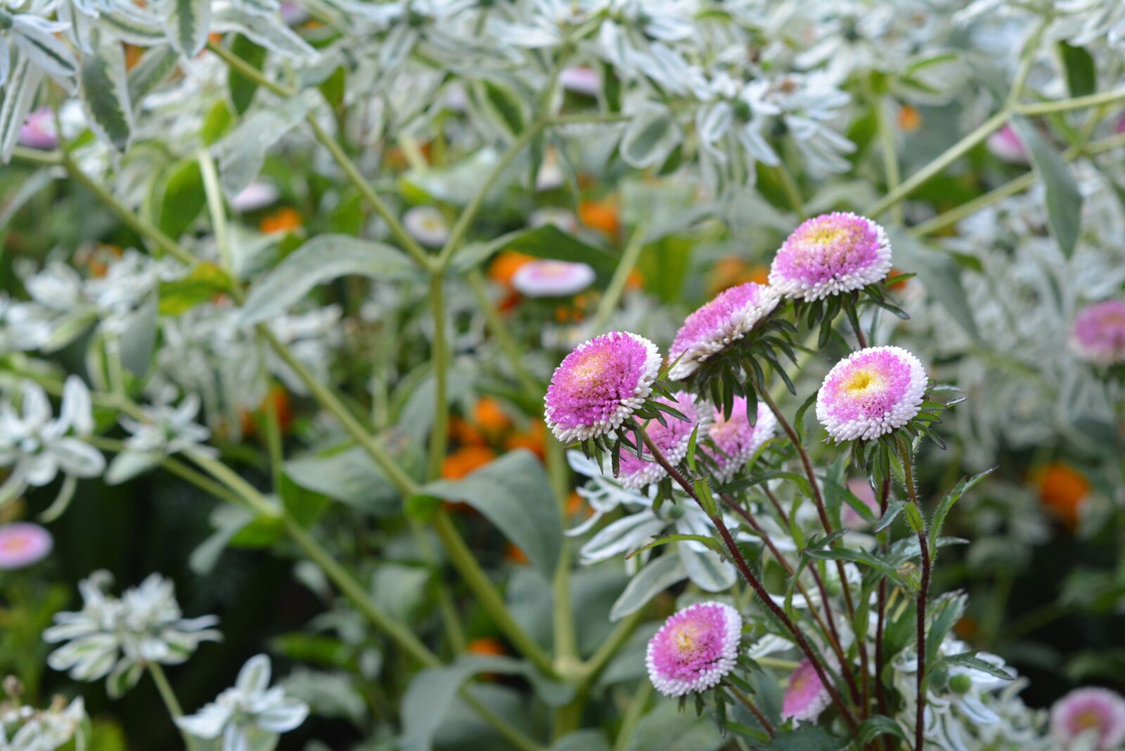 Nikon D5200 sample photo. Autumn, flowers, nature photography