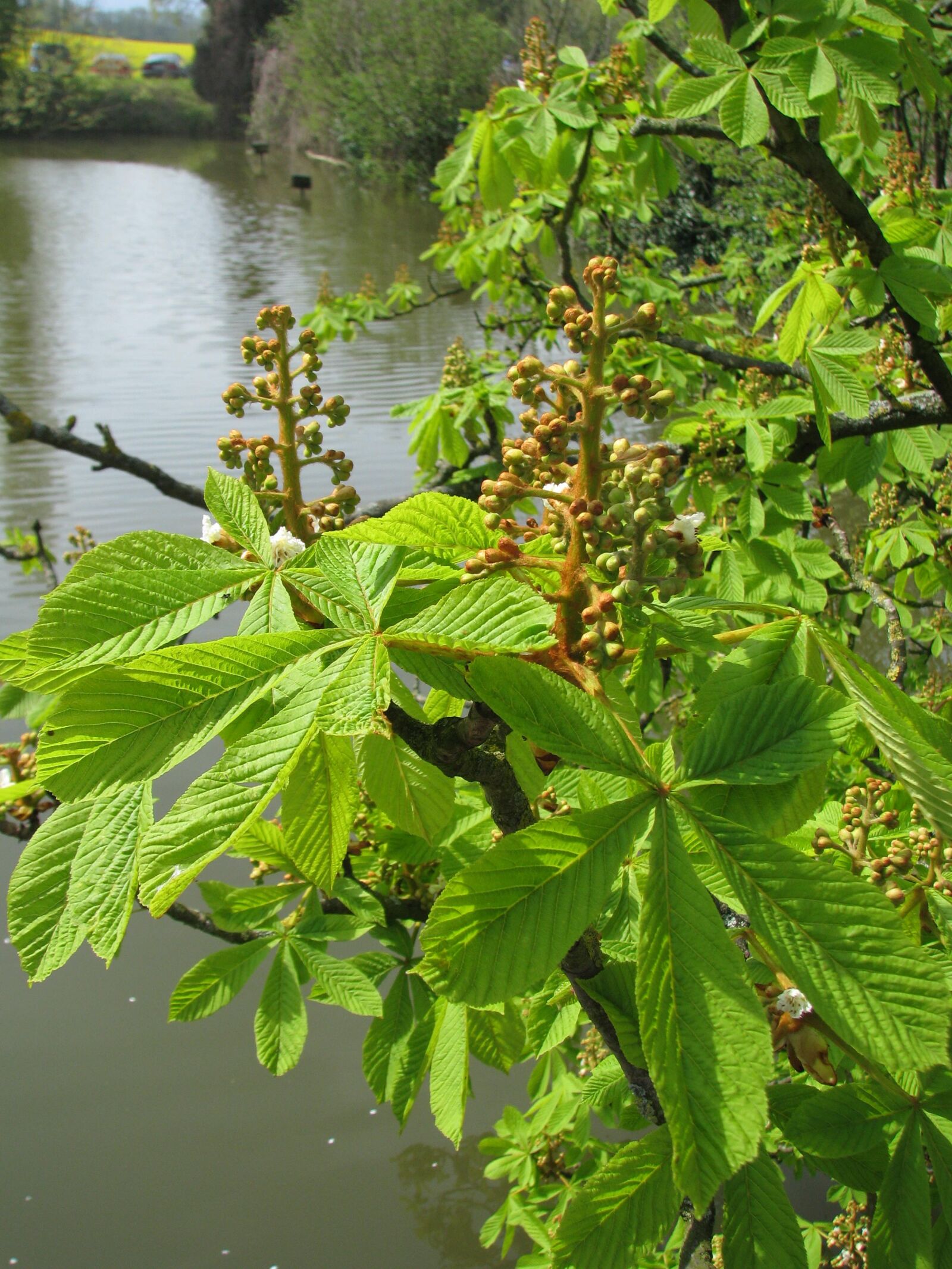Canon POWERSHOT S5 IS sample photo. Chestnut blossom, summer, water photography