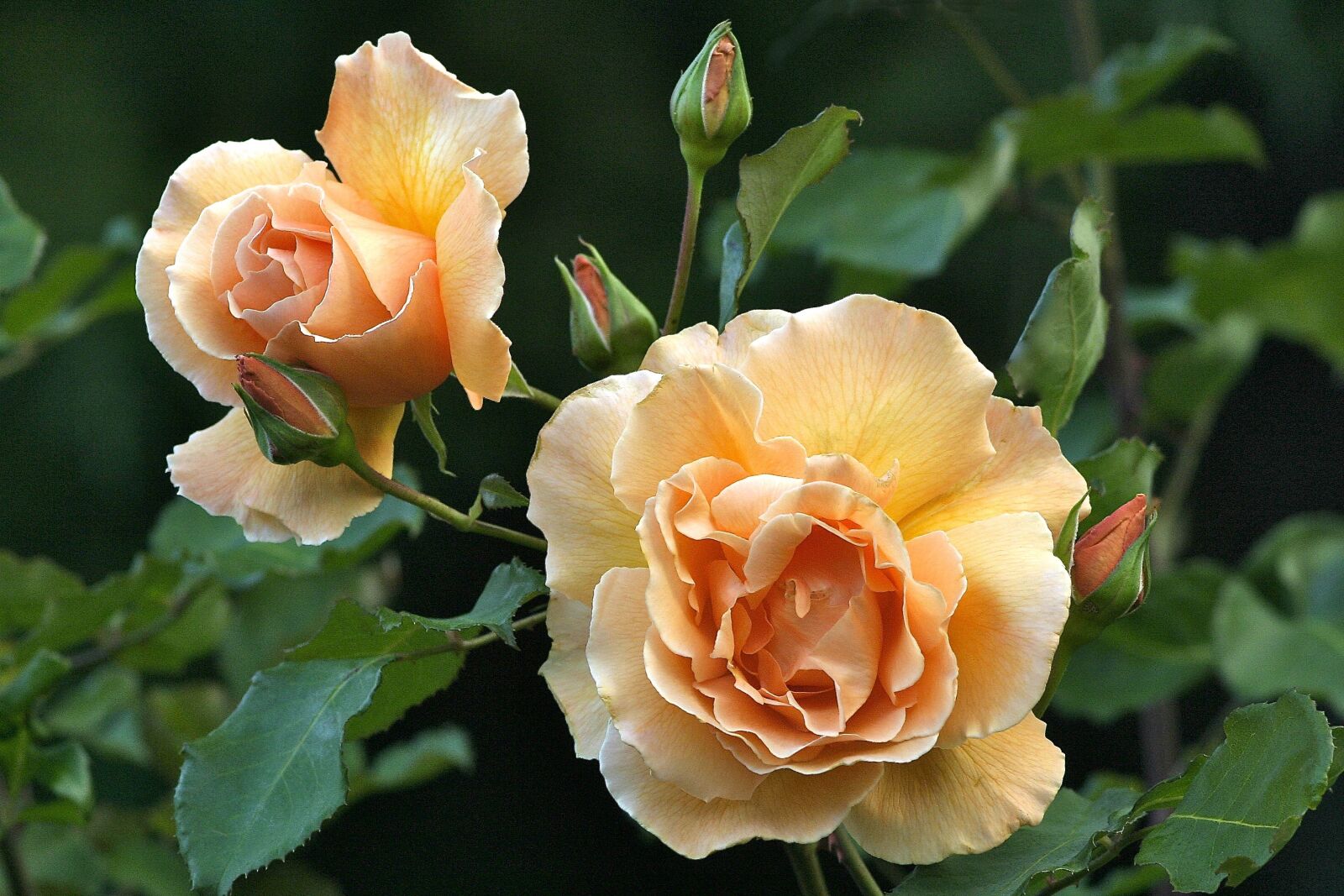 Canon EOS 300D (EOS Digital Rebel / EOS Kiss Digital) sample photo. Rose, just joey, botanic photography