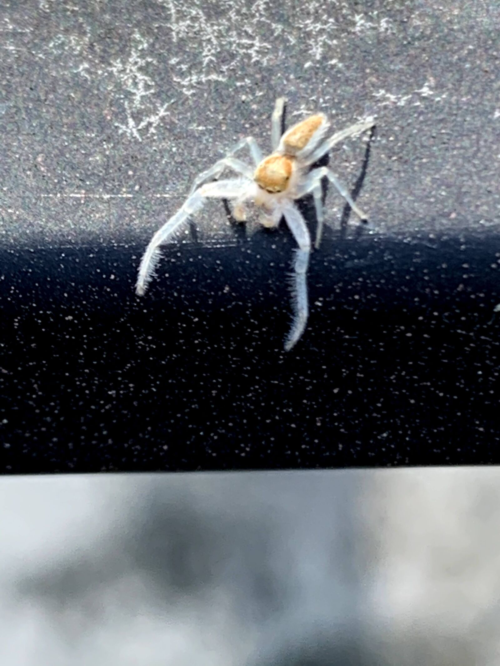 iPhone XR back camera 4.25mm f/1.8 sample photo. Spider, scary, nightmare photography