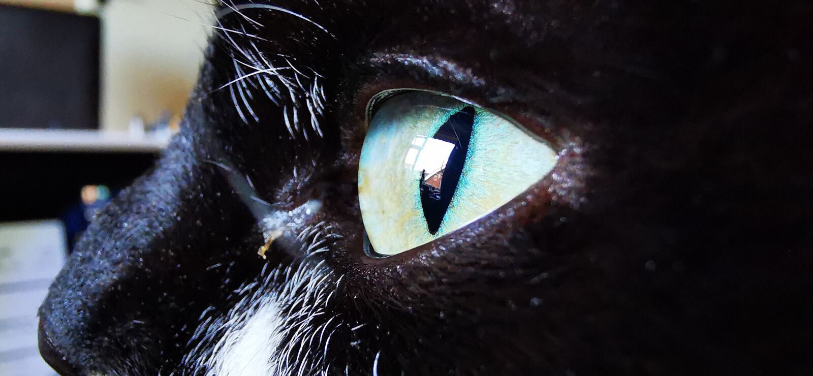 HUAWEI P30 Pro sample photo. Cat, cats eye, animal photography