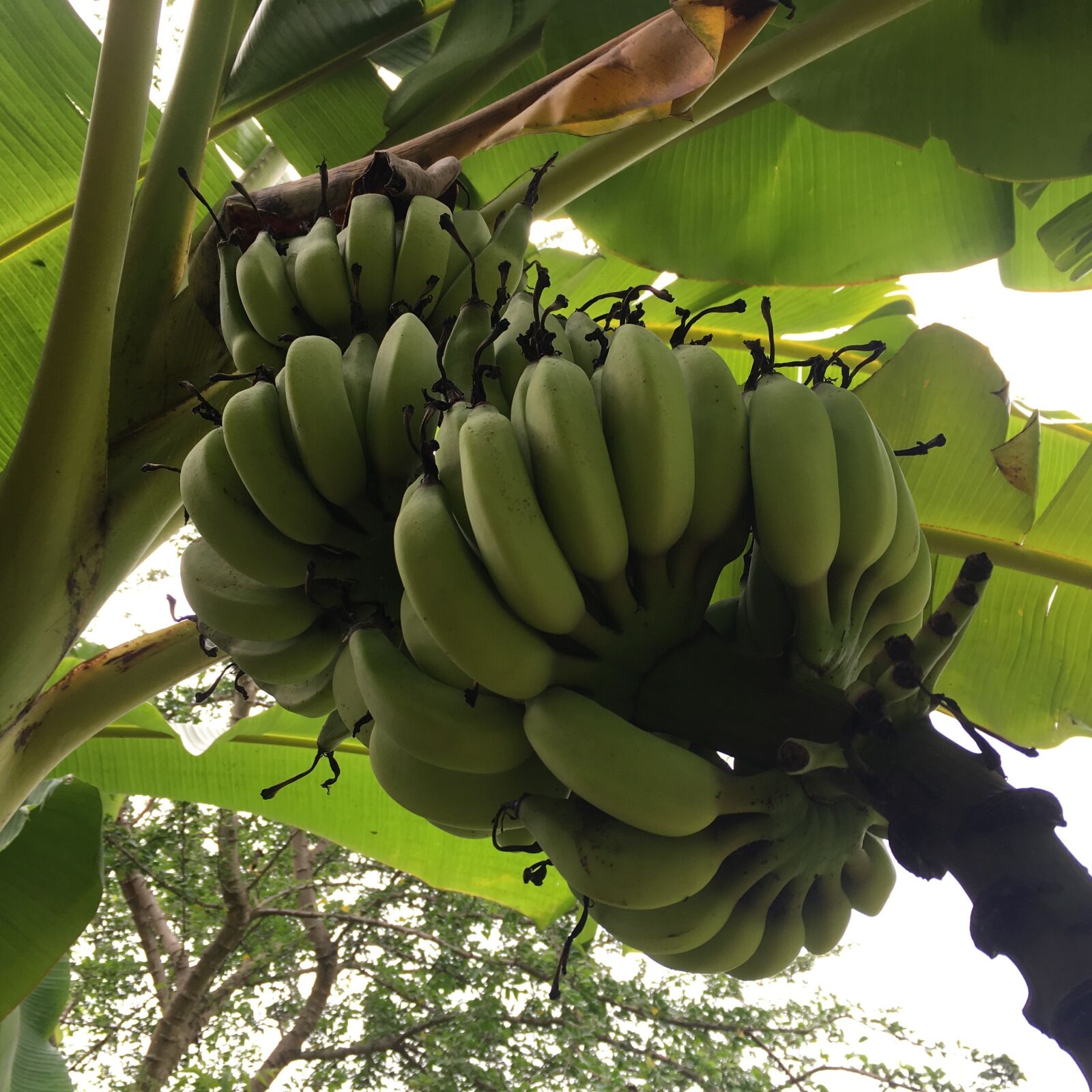 Apple iPhone 6s sample photo. Banana, tree, fruit photography