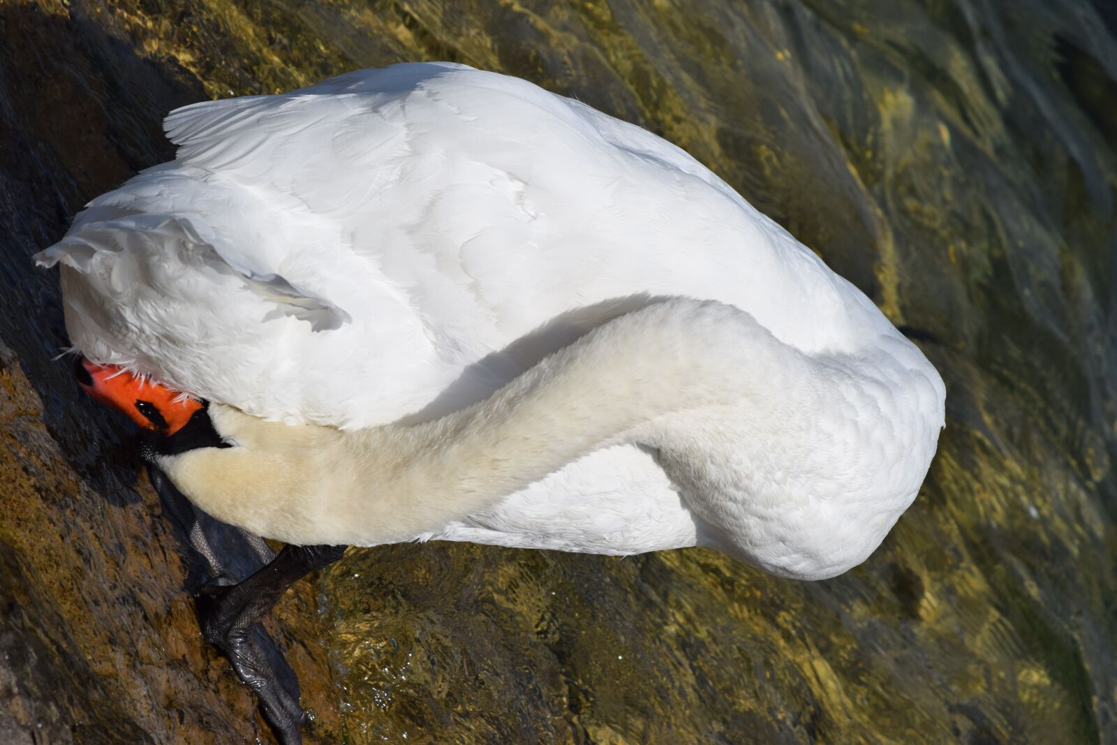 Nikon D3300 sample photo. Swan, lake, geneva photography