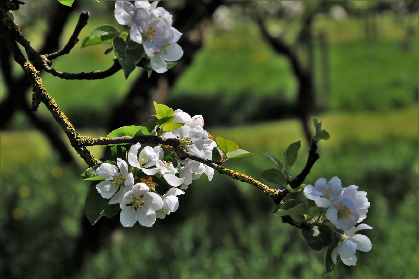 Canon EOS 80D sample photo. Sad, spring, flower photography
