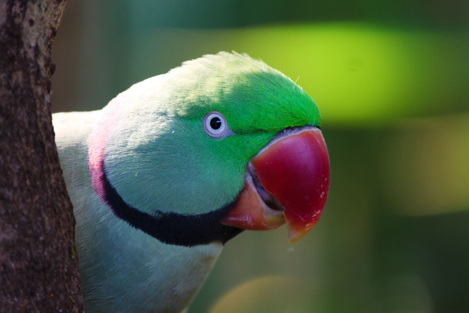 Canon EOS 1100D (EOS Rebel T3 / EOS Kiss X50) sample photo. Necked parakeet, psittacula krameri photography