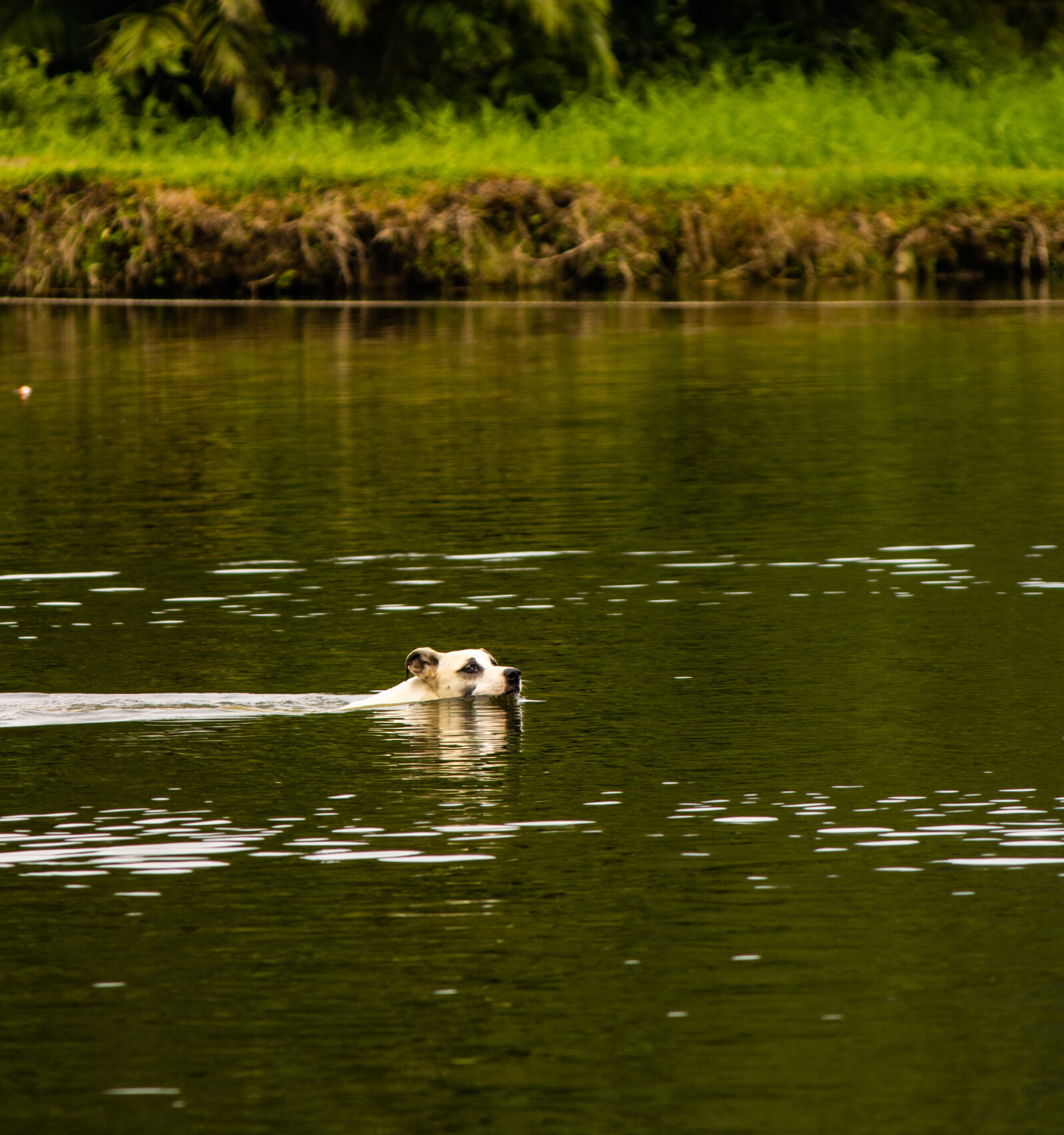 Canon EF-S 55-250mm F4-5.6 IS II sample photo. Dog swimming photography