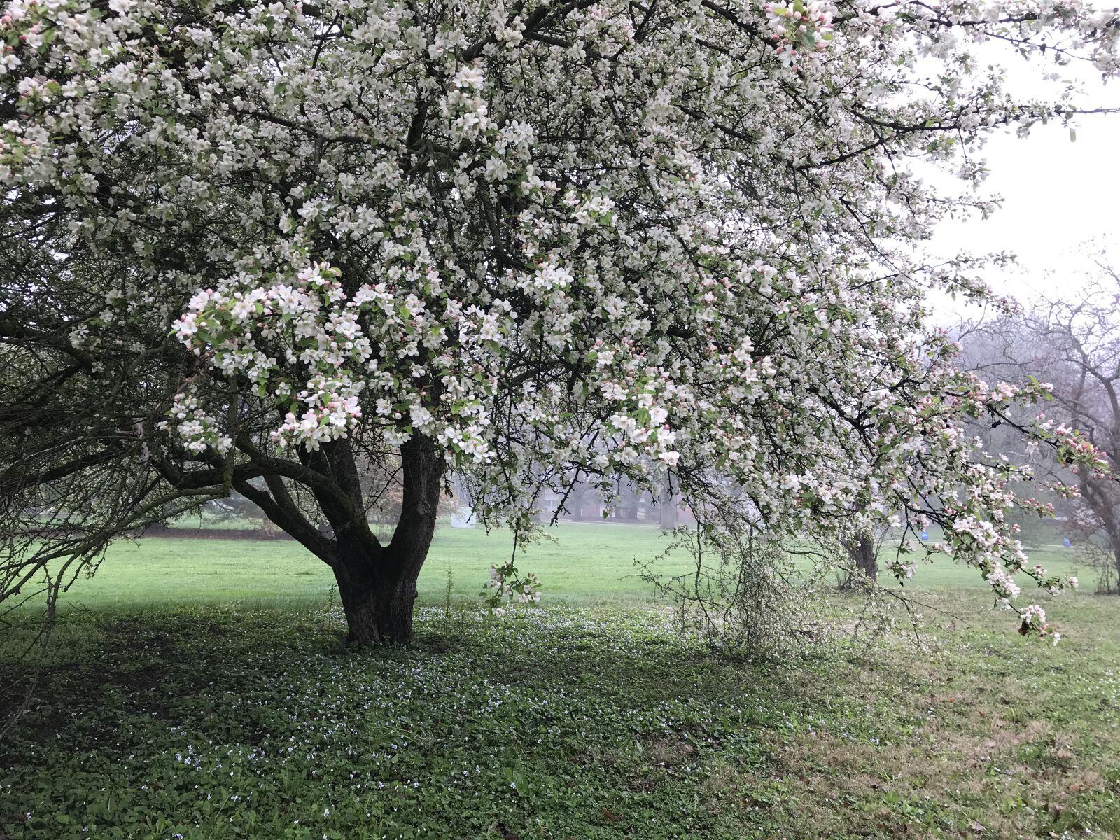 iPhone 7 back camera 3.99mm f/1.8 sample photo. Spring, blossoms, tree photography