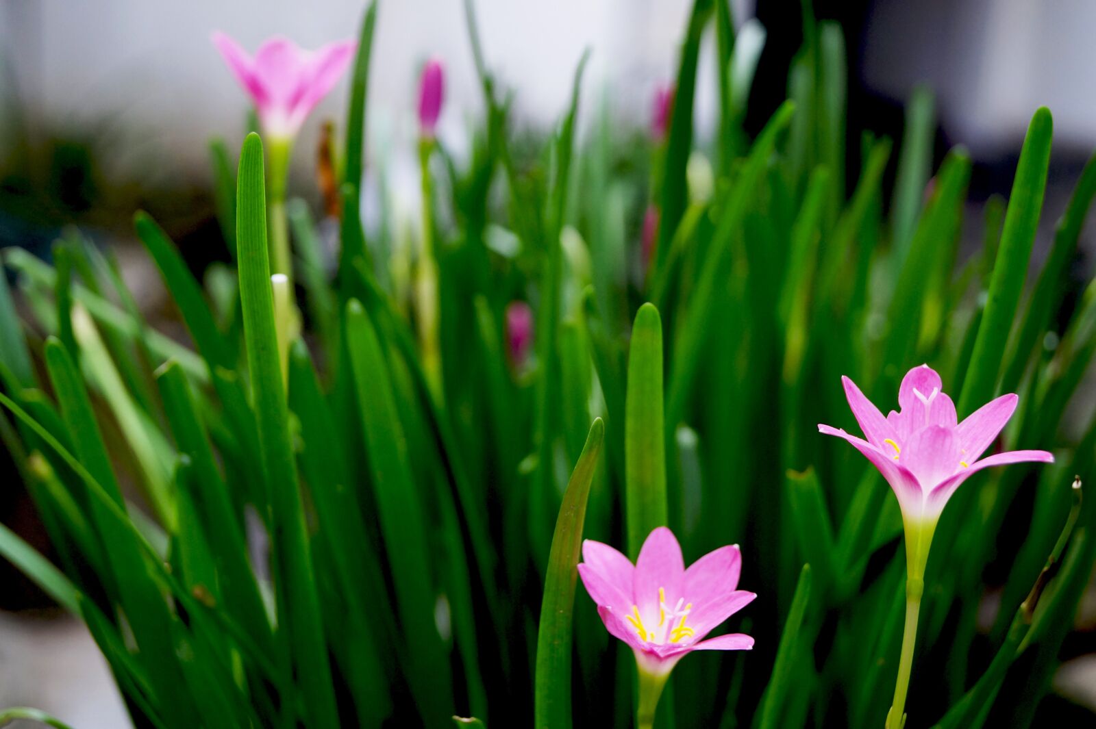 Sony DT 18-55mm F3.5-5.6 SAM II sample photo. Tulips, meadow, spring photography