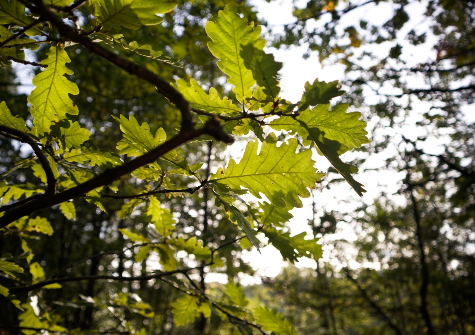 Canon EOS M50 (EOS Kiss M) sample photo. Tree, shadow, green photography