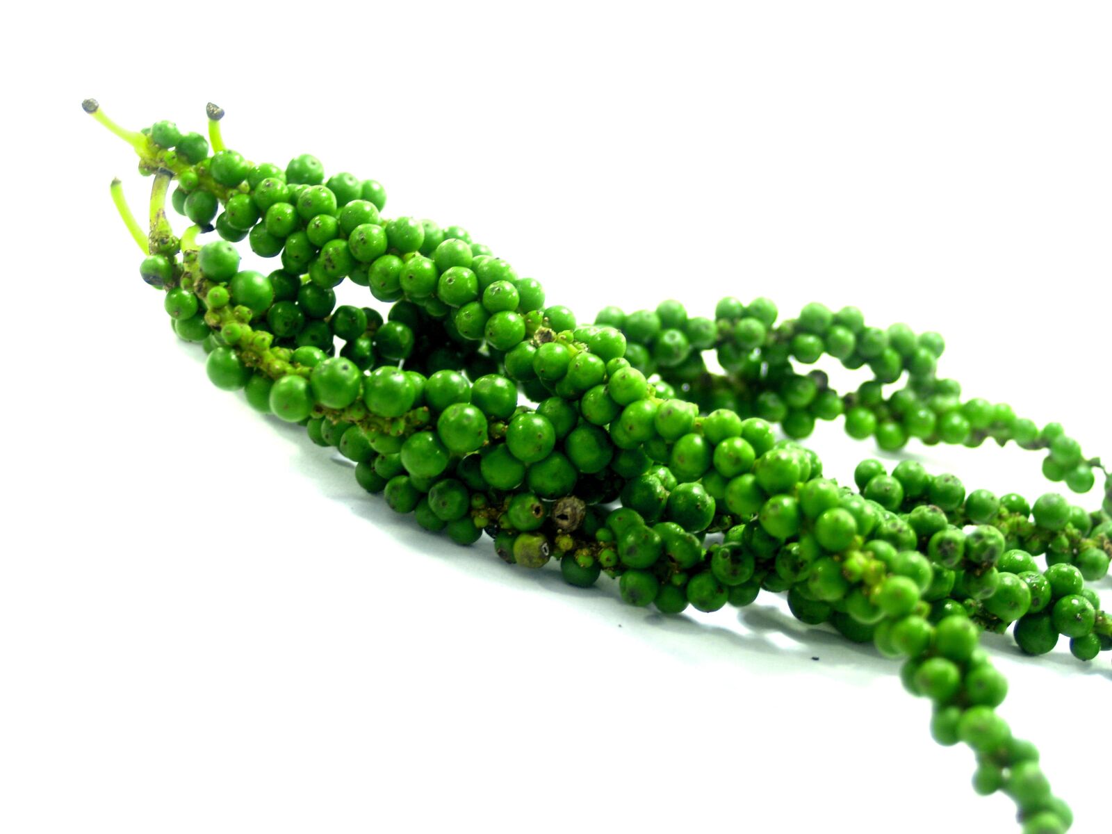 Olympus E-300 (EVOLT E-300) sample photo. Antioxidant, aromatic, bell pepper photography