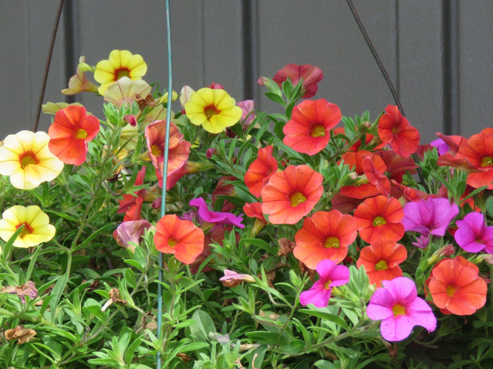 Canon PowerShot SX60 HS sample photo. Colorful basket, flowers, nature photography