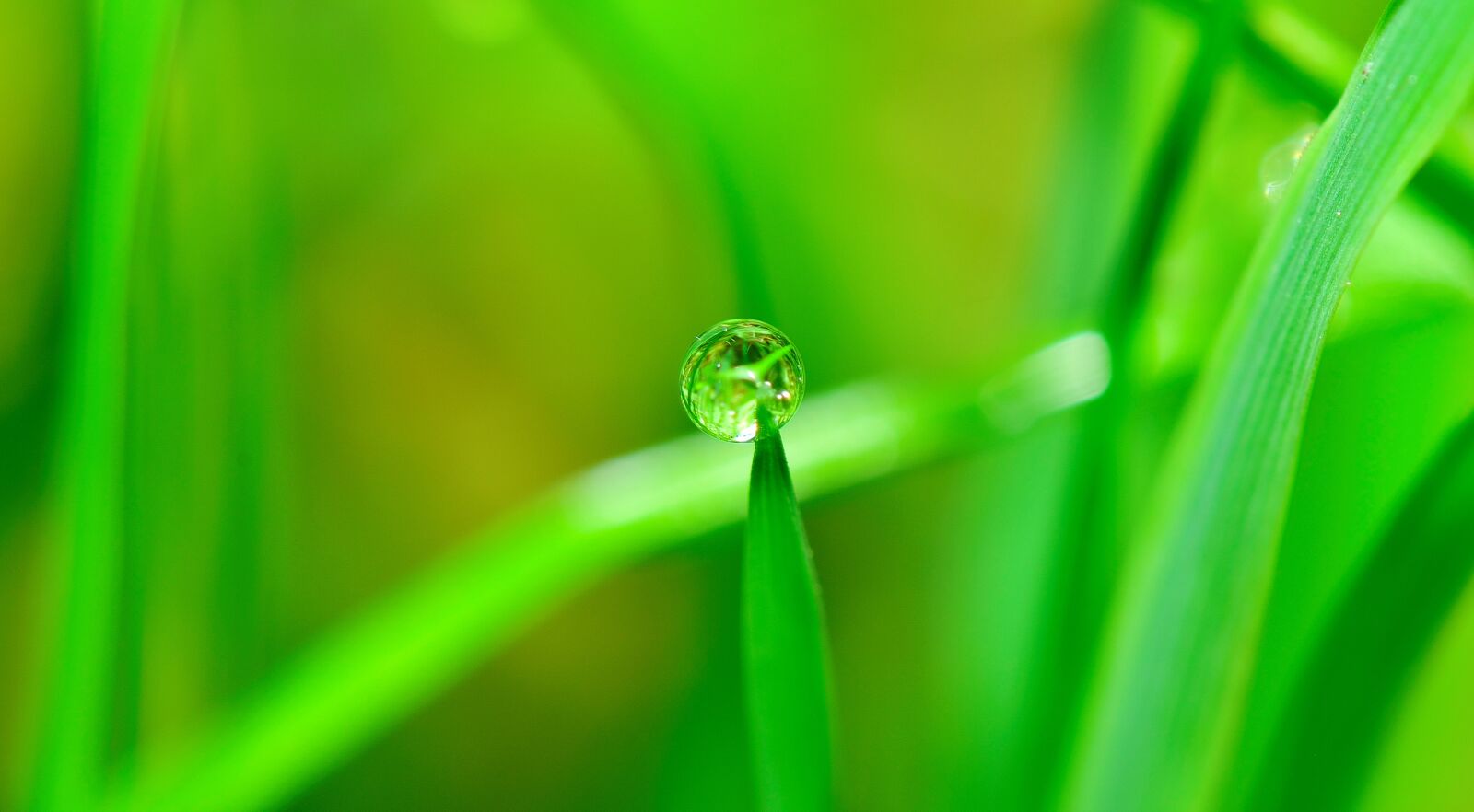 Nikon D5300 sample photo. Water, drop, grass photography