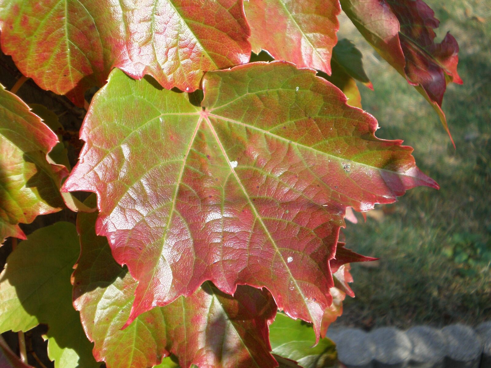 Olympus FE190/X750 sample photo. Wine leaf, autumn color photography