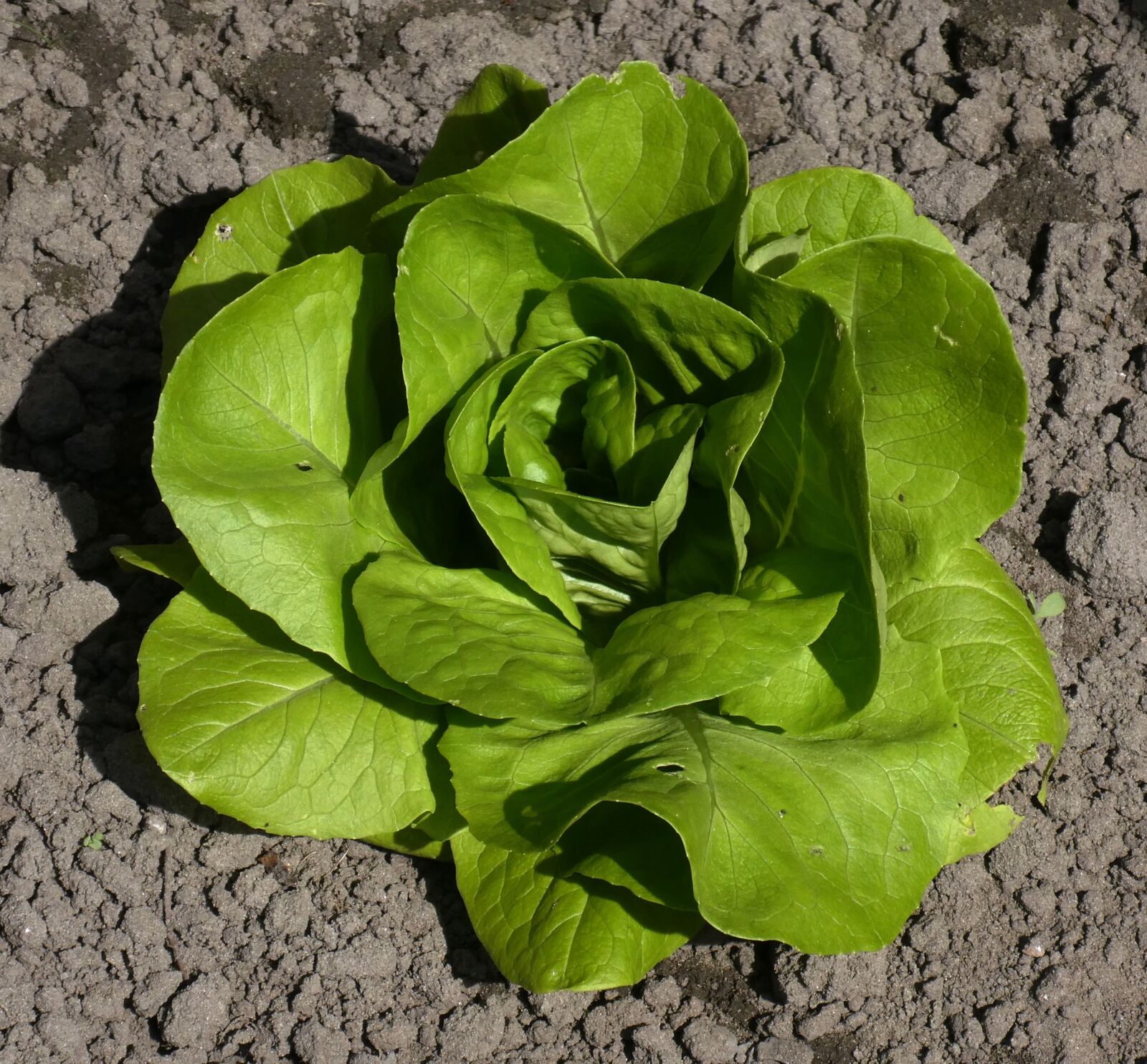 Panasonic Lumix DC-ZS70 (Lumix DC-TZ90) sample photo. Lettuce, young plant, sheet photography