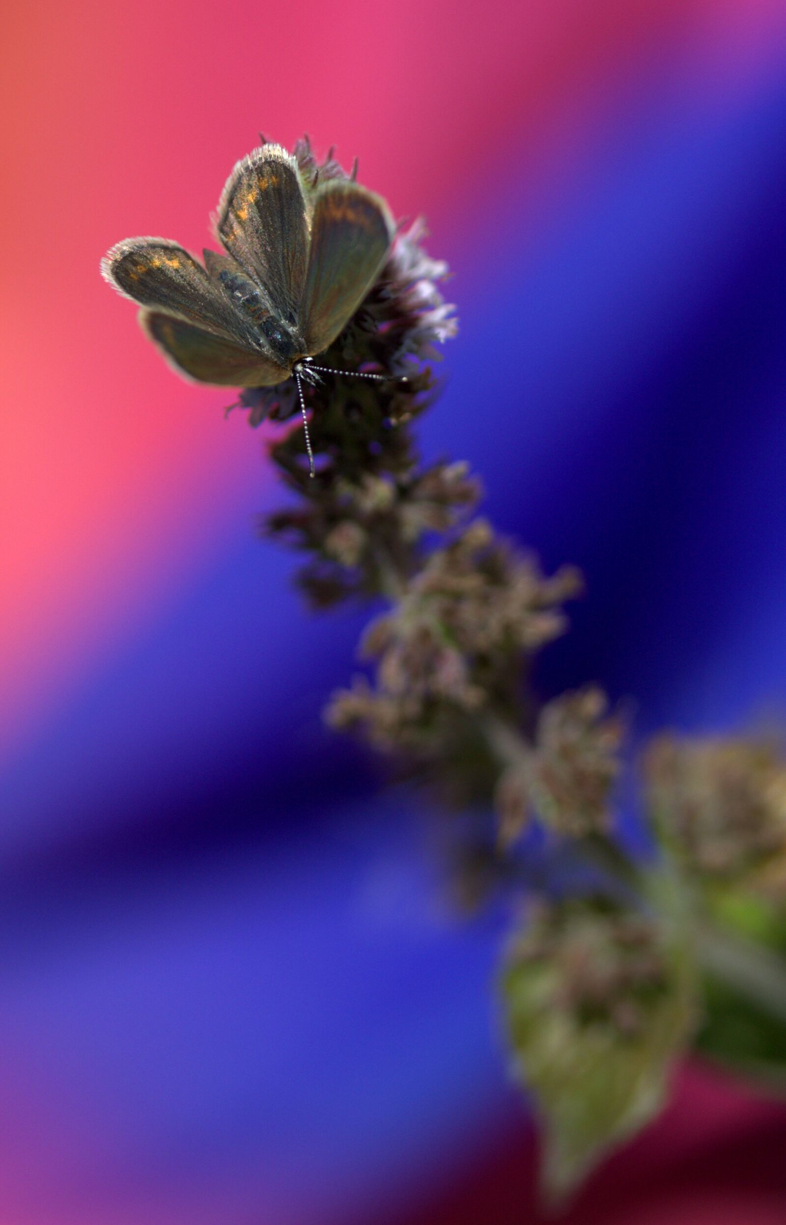 Canon EF-S 60mm F2.8 Macro USM sample photo. Butterfly, brown, wings photography