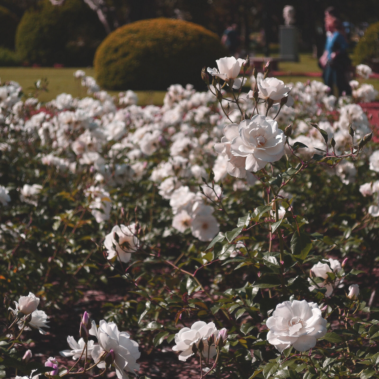 Nikon D3100 sample photo. Selective, focus, photography, of photography