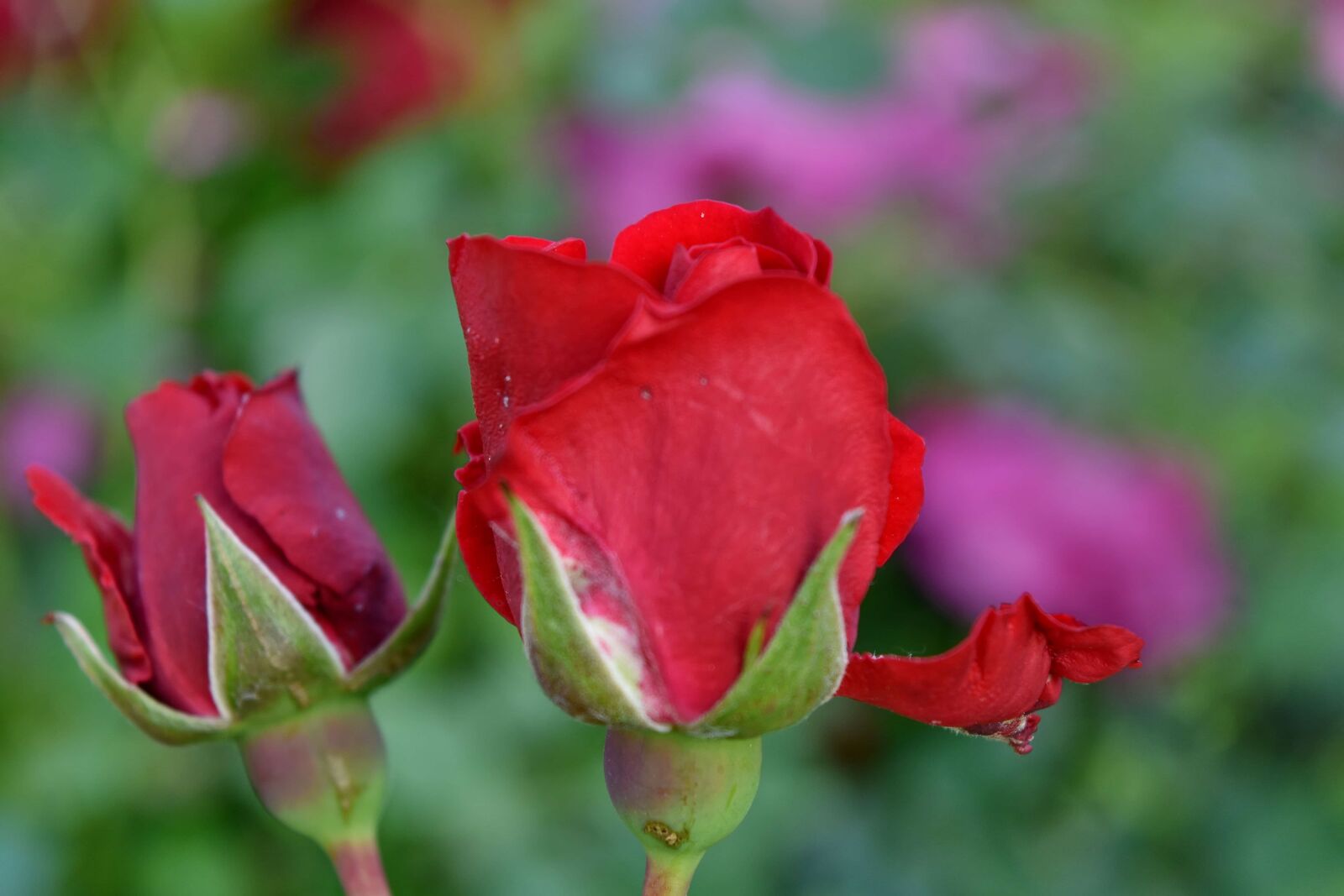 Nikon D5500 sample photo. Flower bud, flower garden photography