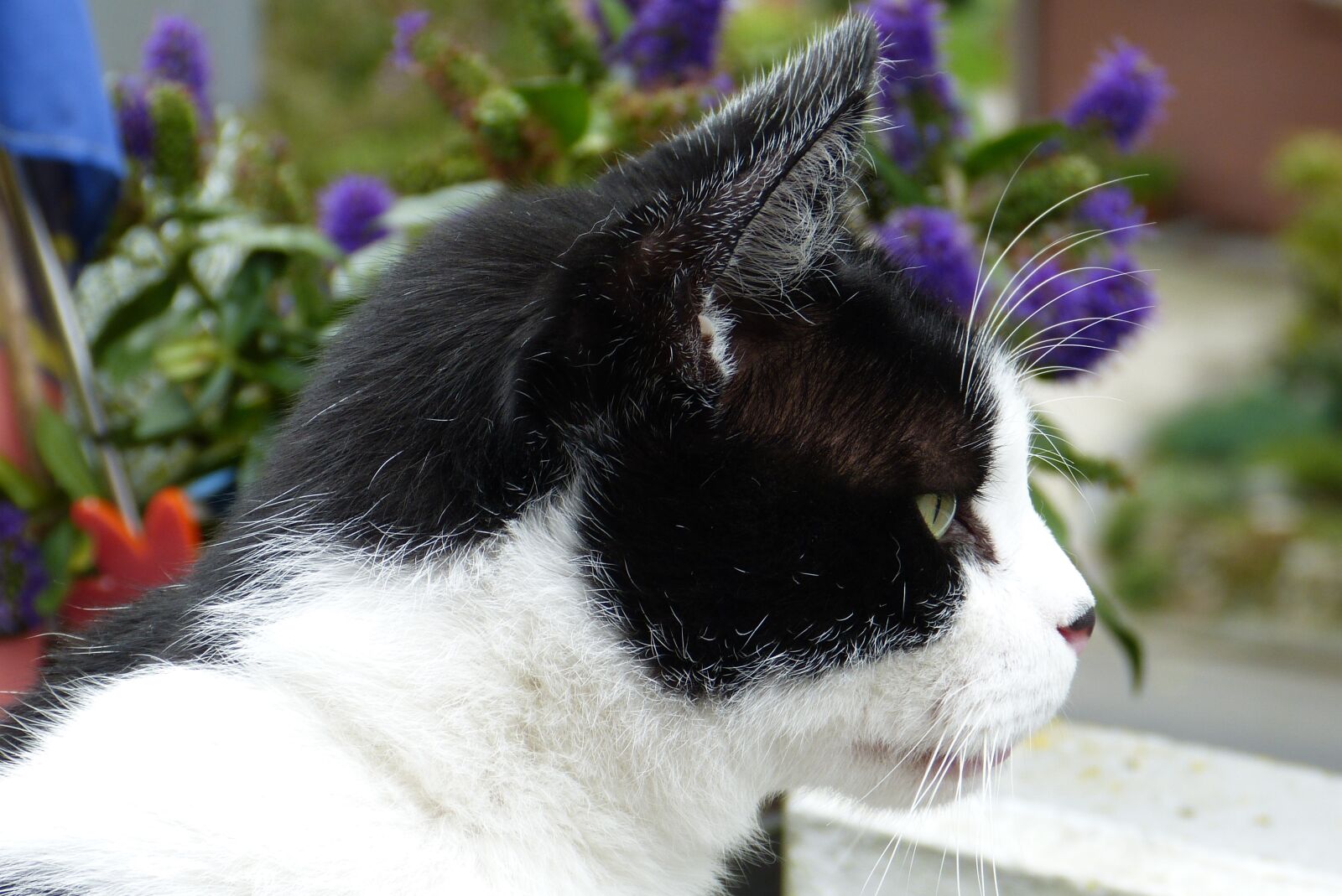Panasonic Lumix DMC-FZ150 sample photo. Cat, black, white photography