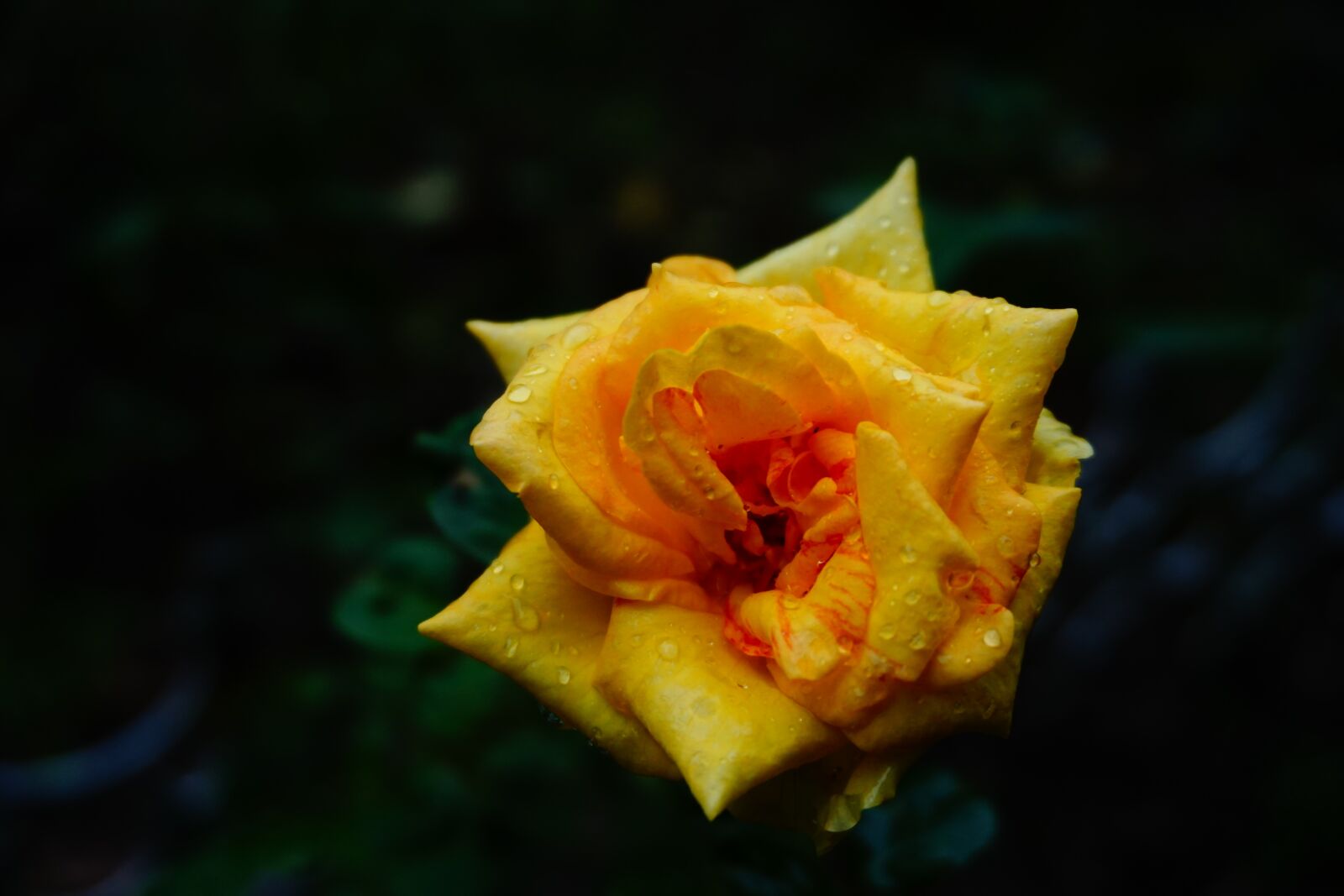 Sony a5100 sample photo. Yellow, flower, plant photography