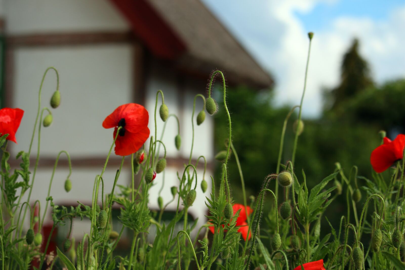 Canon EOS 700D (EOS Rebel T5i / EOS Kiss X7i) sample photo. Fachwerkhaus, village, rural photography