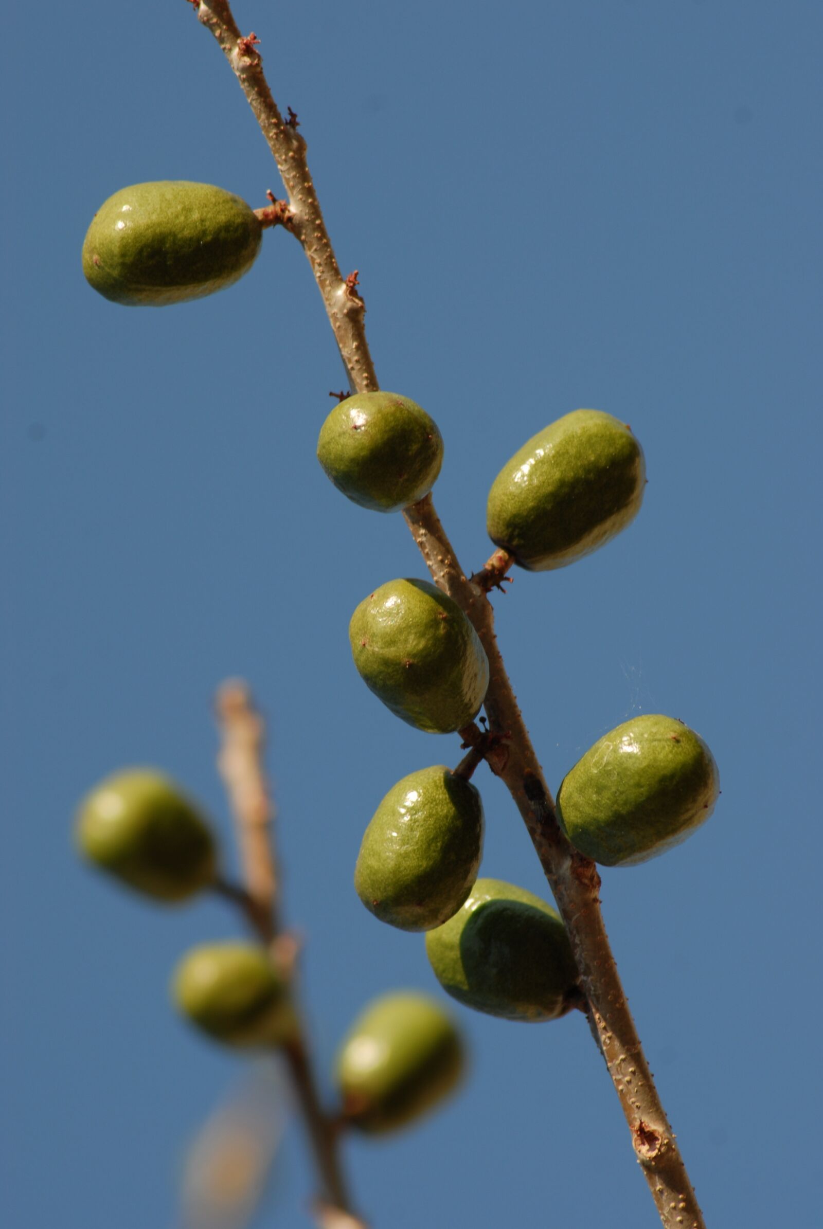Nikon D200 sample photo. Plums, tree, branch photography