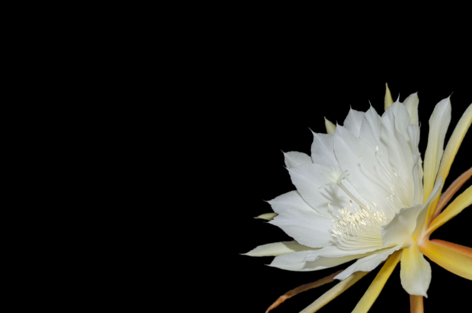 Nikon D5100 sample photo. Epiphyllum, blossom, bloom photography