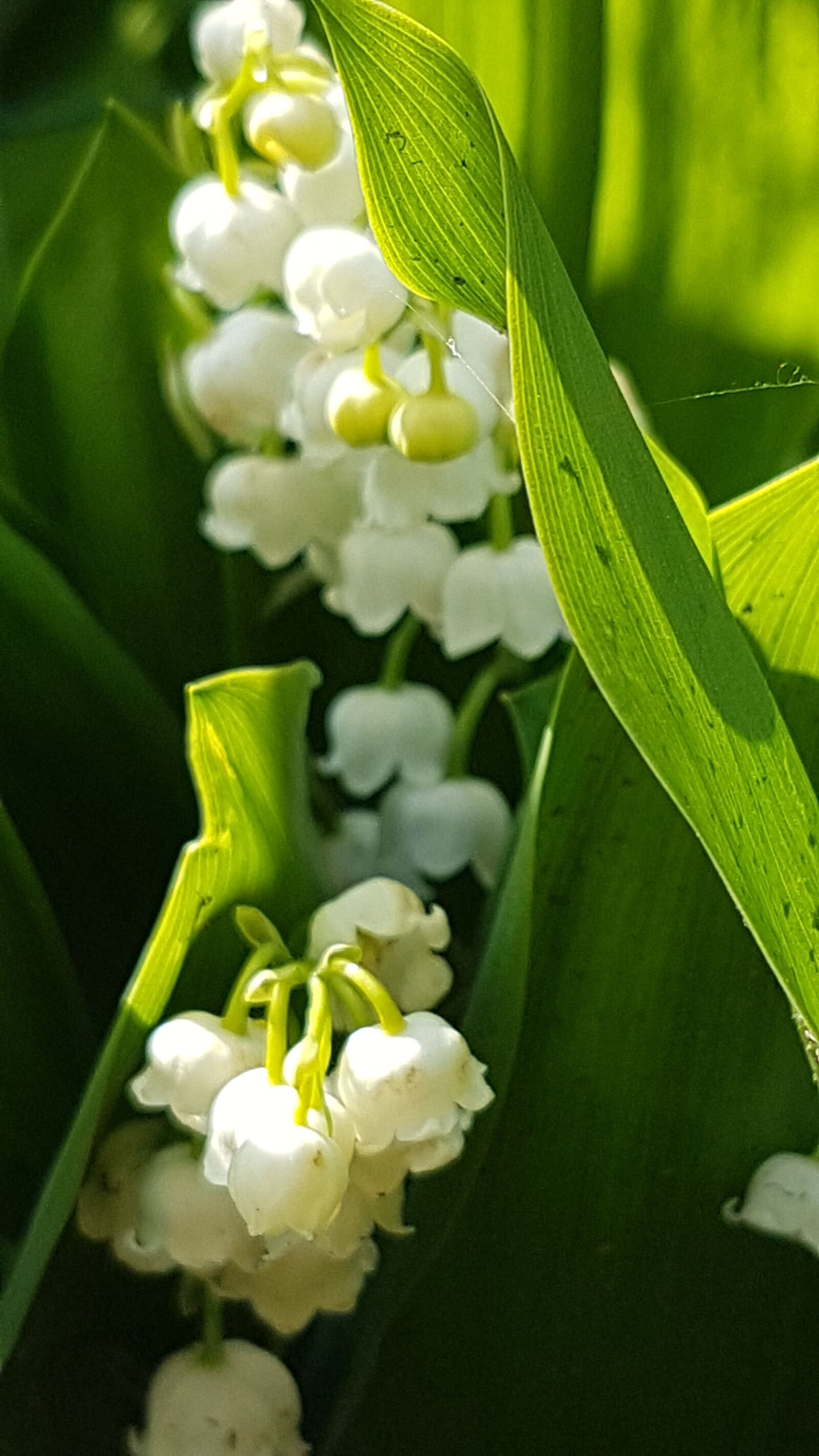 Samsung Galaxy S7 sample photo. Kwiaty, flower, nature photography