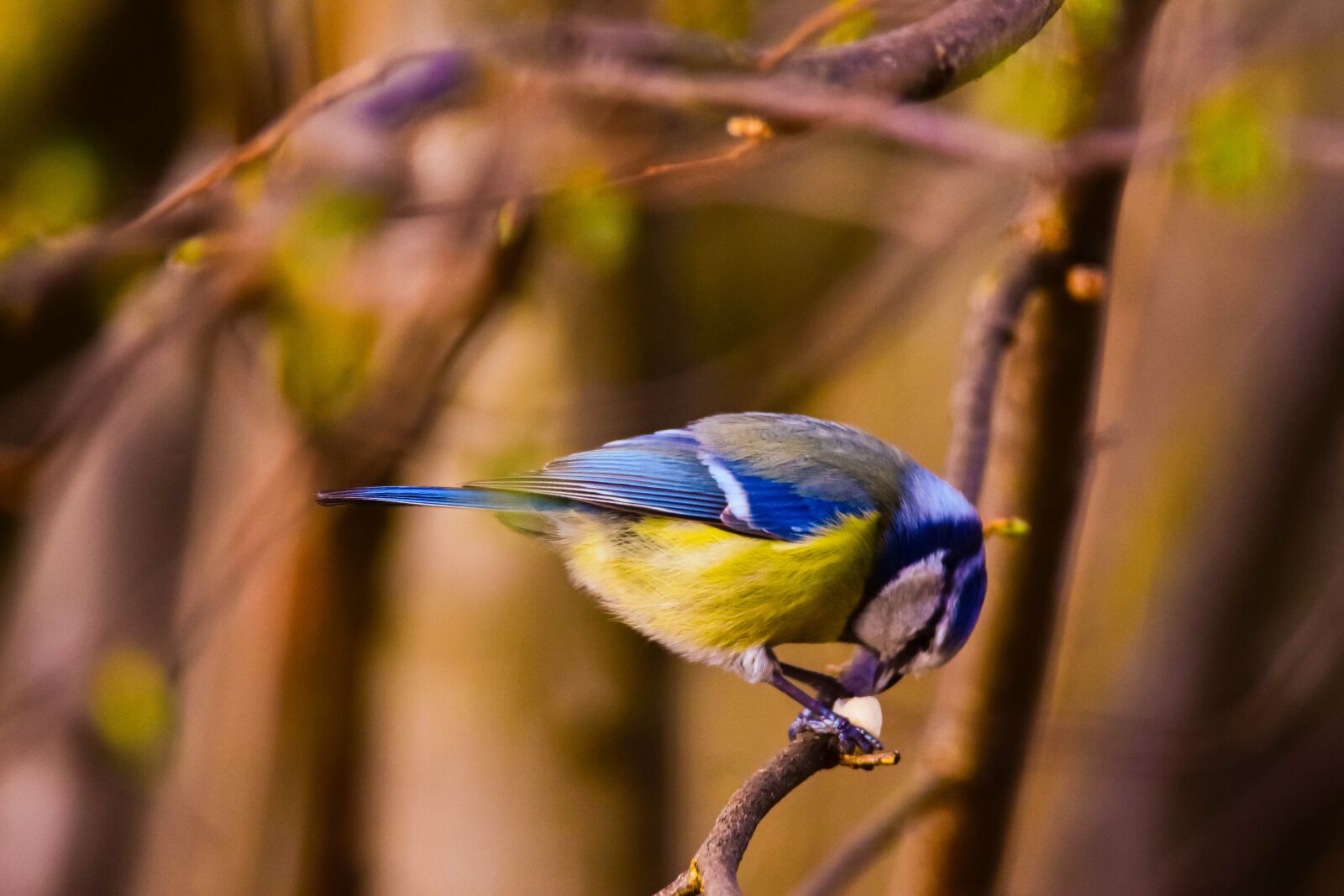Tamron SP 150-600mm F5-6.3 Di VC USD sample photo. Bird, nature, tit photography