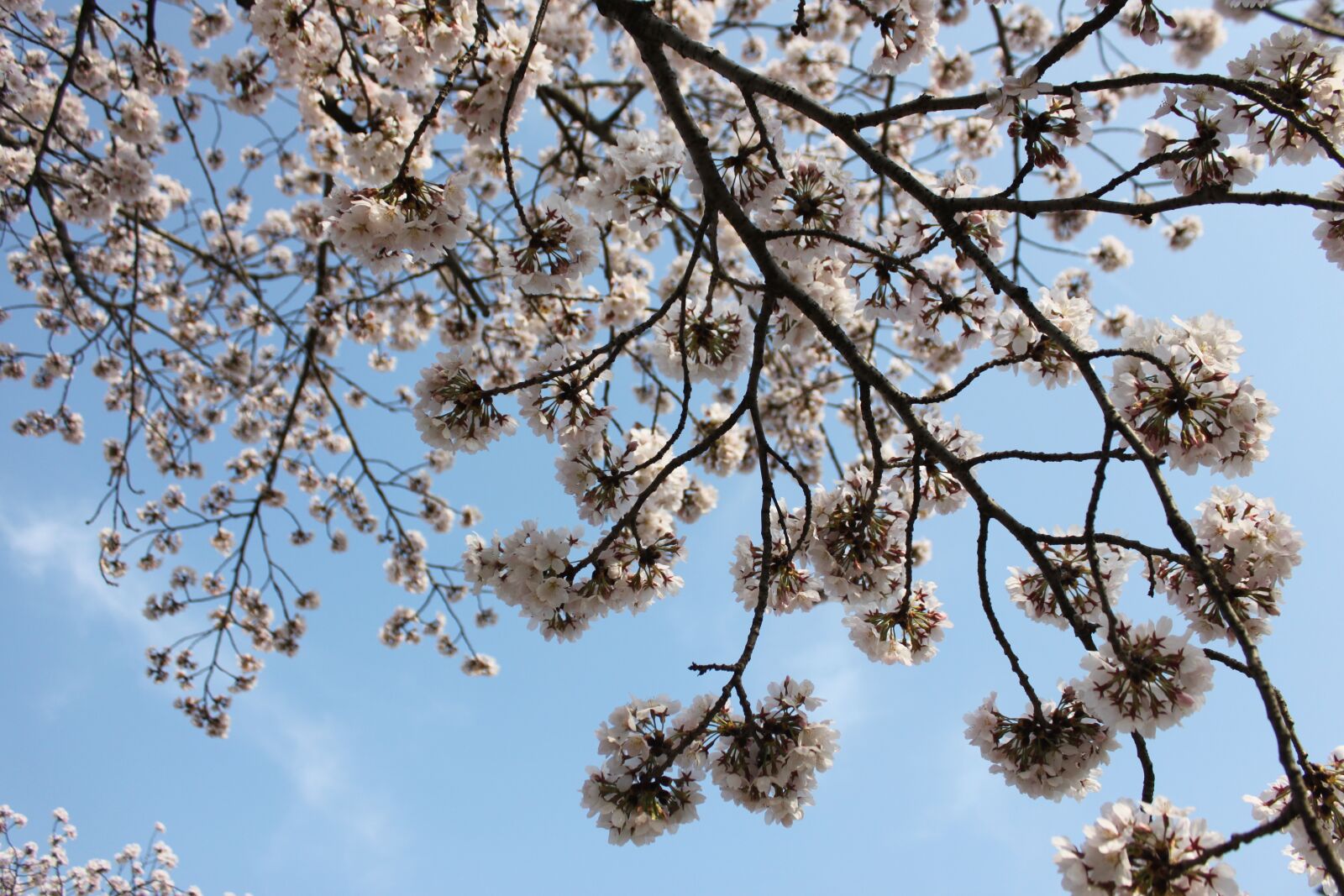 Canon EOS 500D (EOS Rebel T1i / EOS Kiss X3) sample photo. Cherry blossom, spring, nature photography