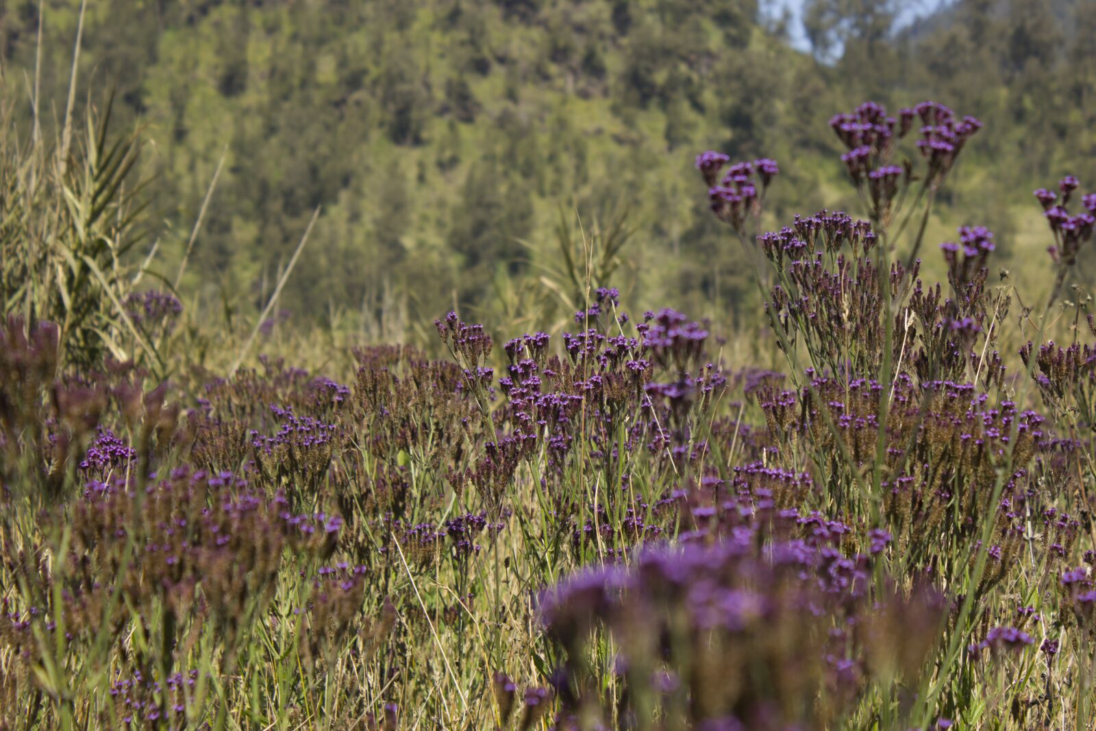 Canon EOS 600D (Rebel EOS T3i / EOS Kiss X5) sample photo. Mountain, flower, nature photography