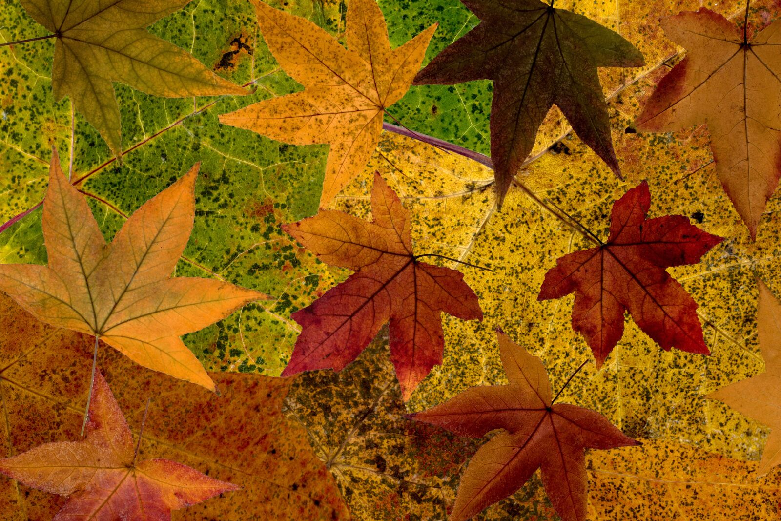 Canon EF-S 60mm F2.8 Macro USM sample photo. Leaves, true leaves, colorful photography