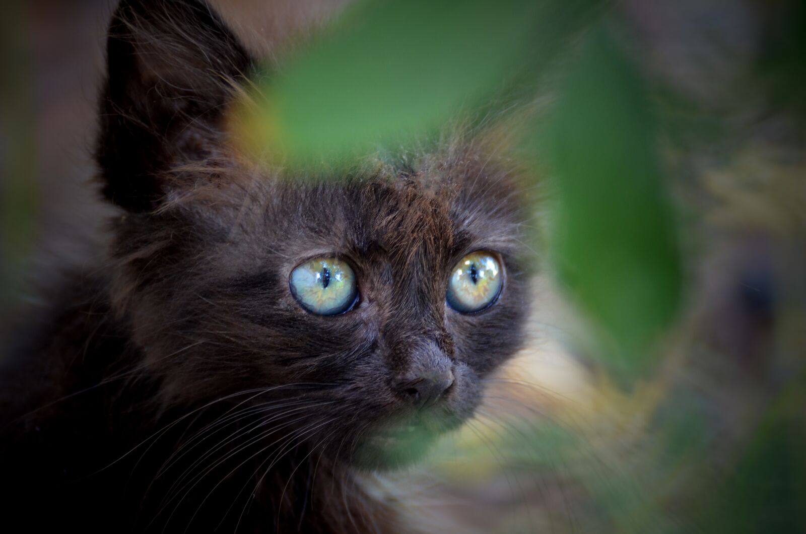 Nikon D7000 sample photo. Cute, animal, portrait photography