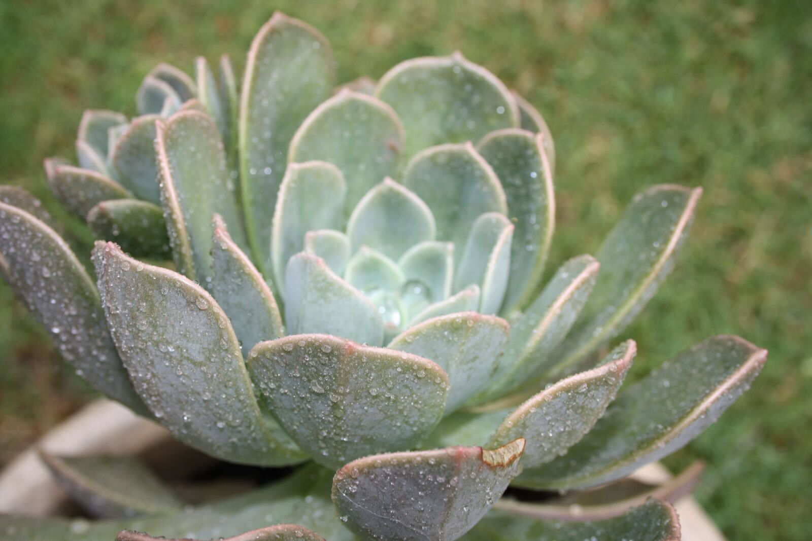 Canon EOS 1000D (EOS Digital Rebel XS / EOS Kiss F) sample photo. Succulent, plant, nature photography