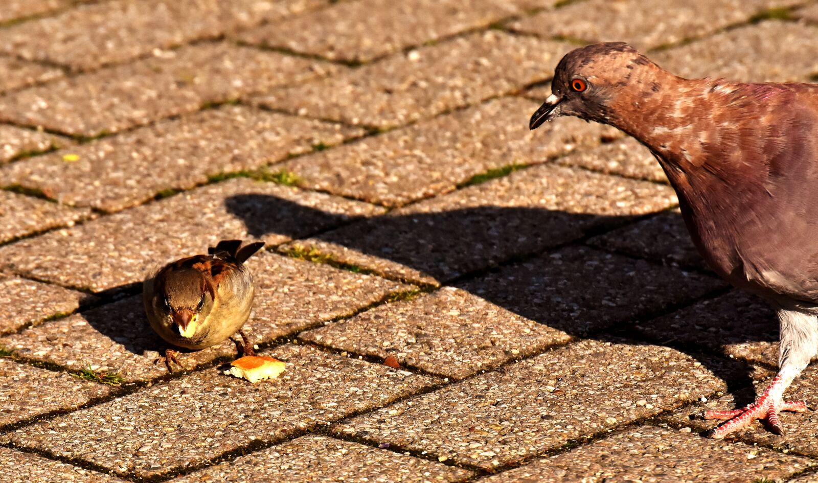 Nikon D7200 sample photo. City pigeon, sparrow, foraging photography