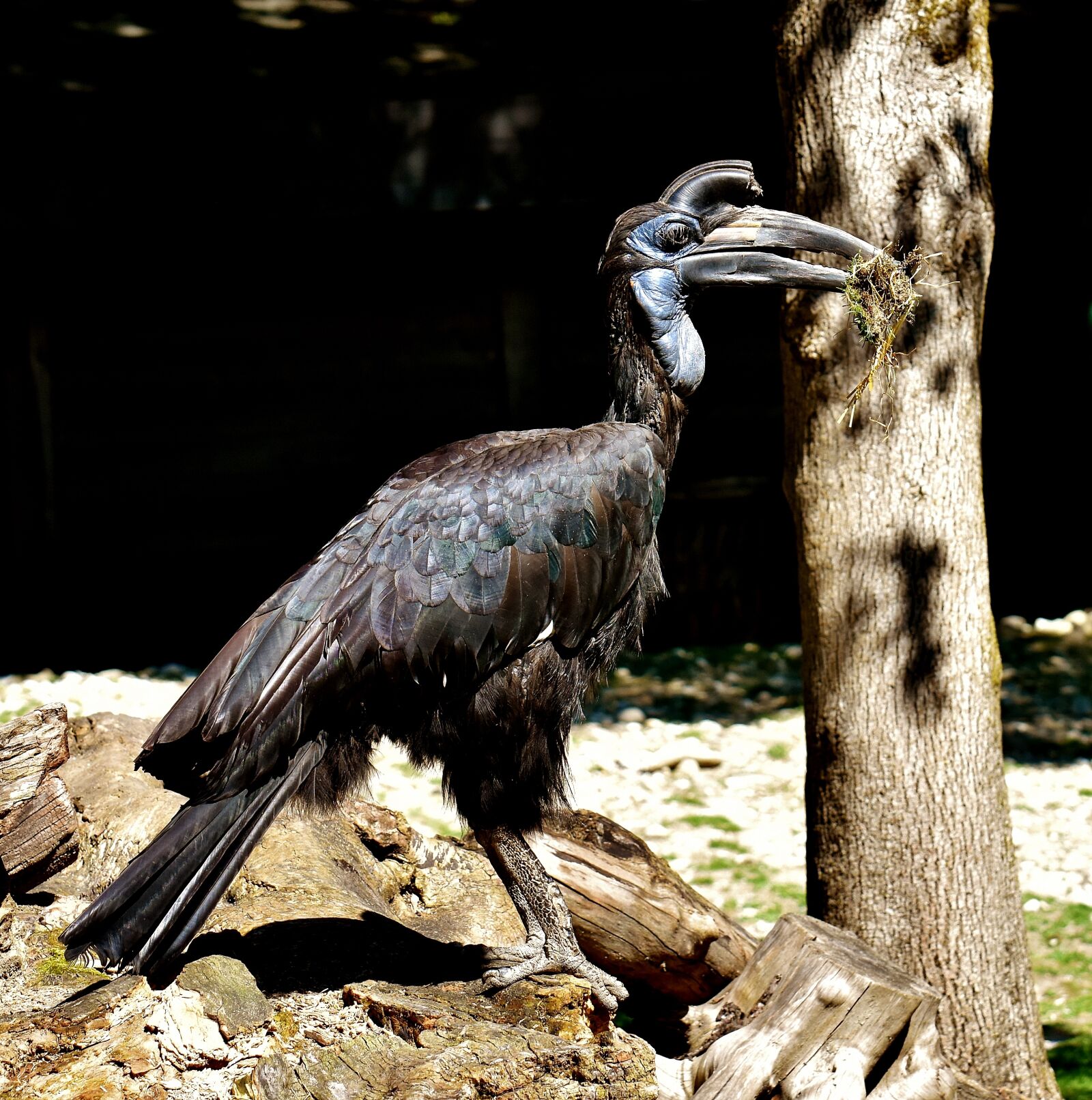 Nikon D7200 sample photo. Ground-hornbill, bird, feather photography