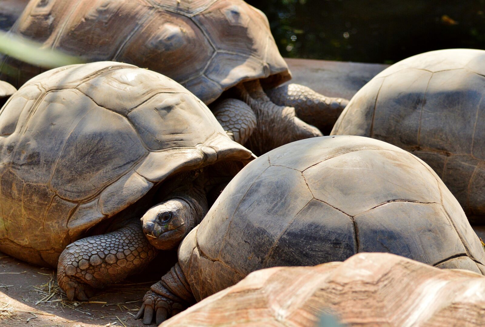 Nikon D3200 sample photo. Turtle, reptile, tortoise photography
