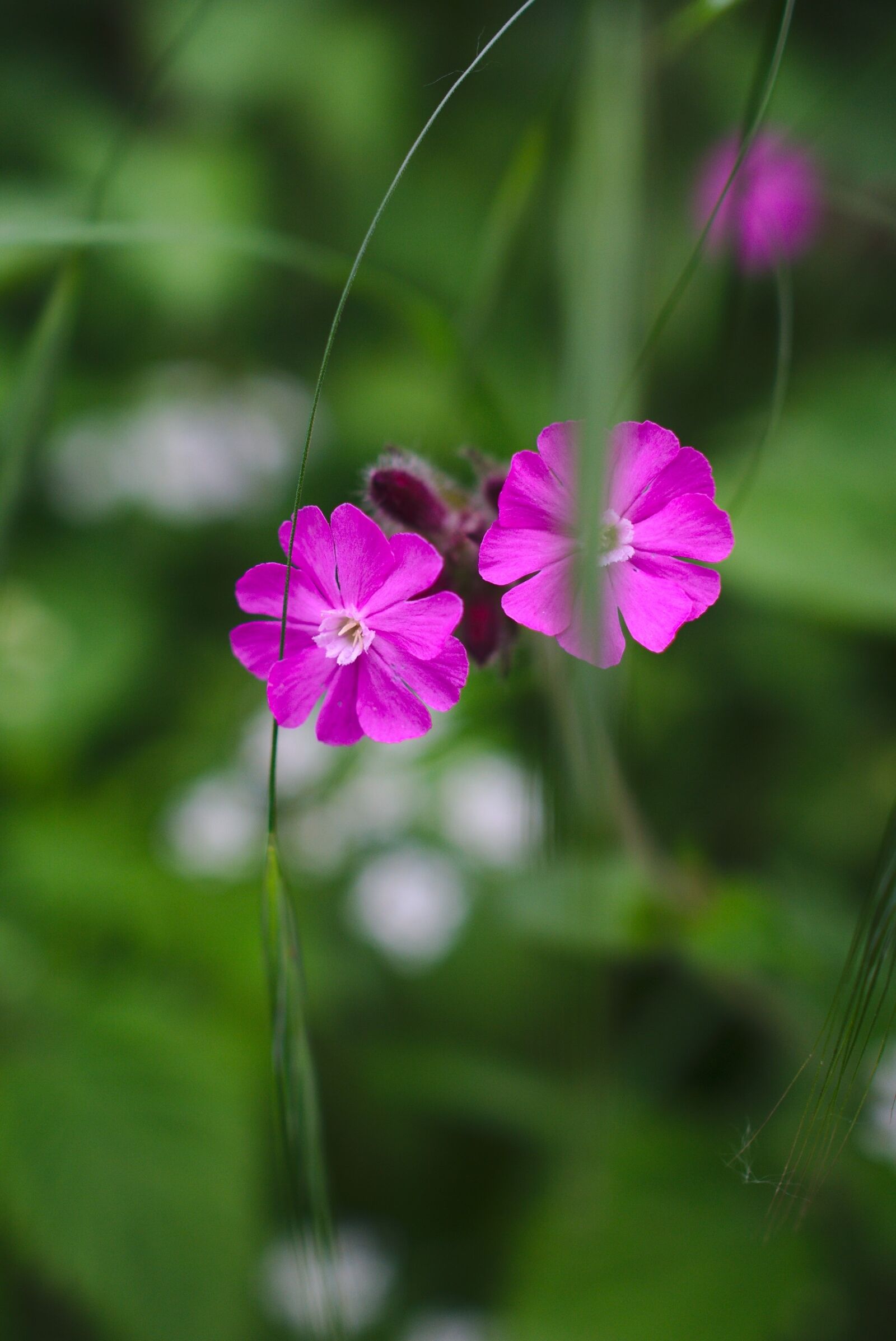 Sony a6000 + Sony Sonnar T* E 24mm F1.8 ZA sample photo. Flower, pink, nature photography