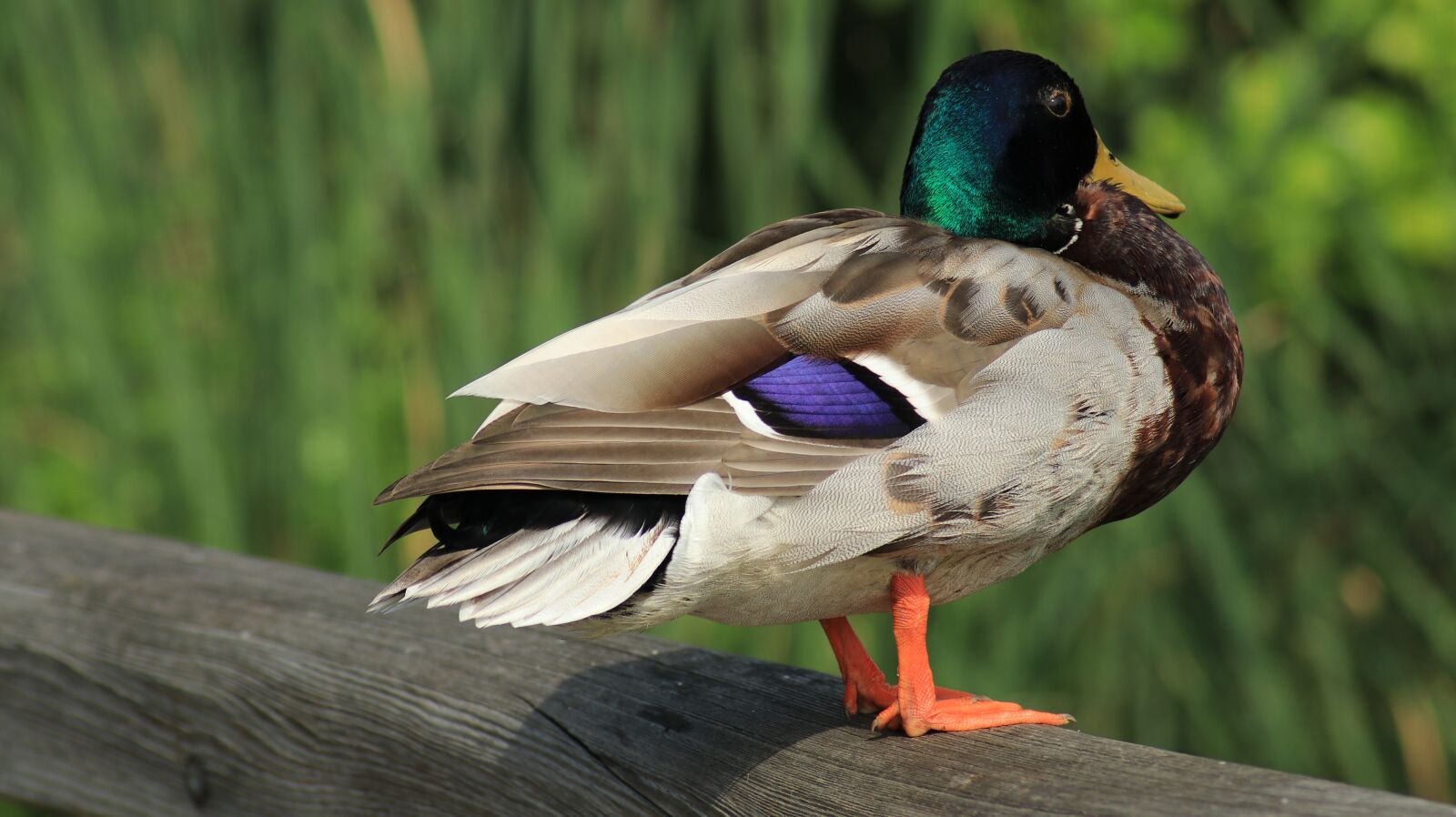 Canon EOS 80D sample photo. Mallard, web, nature photography