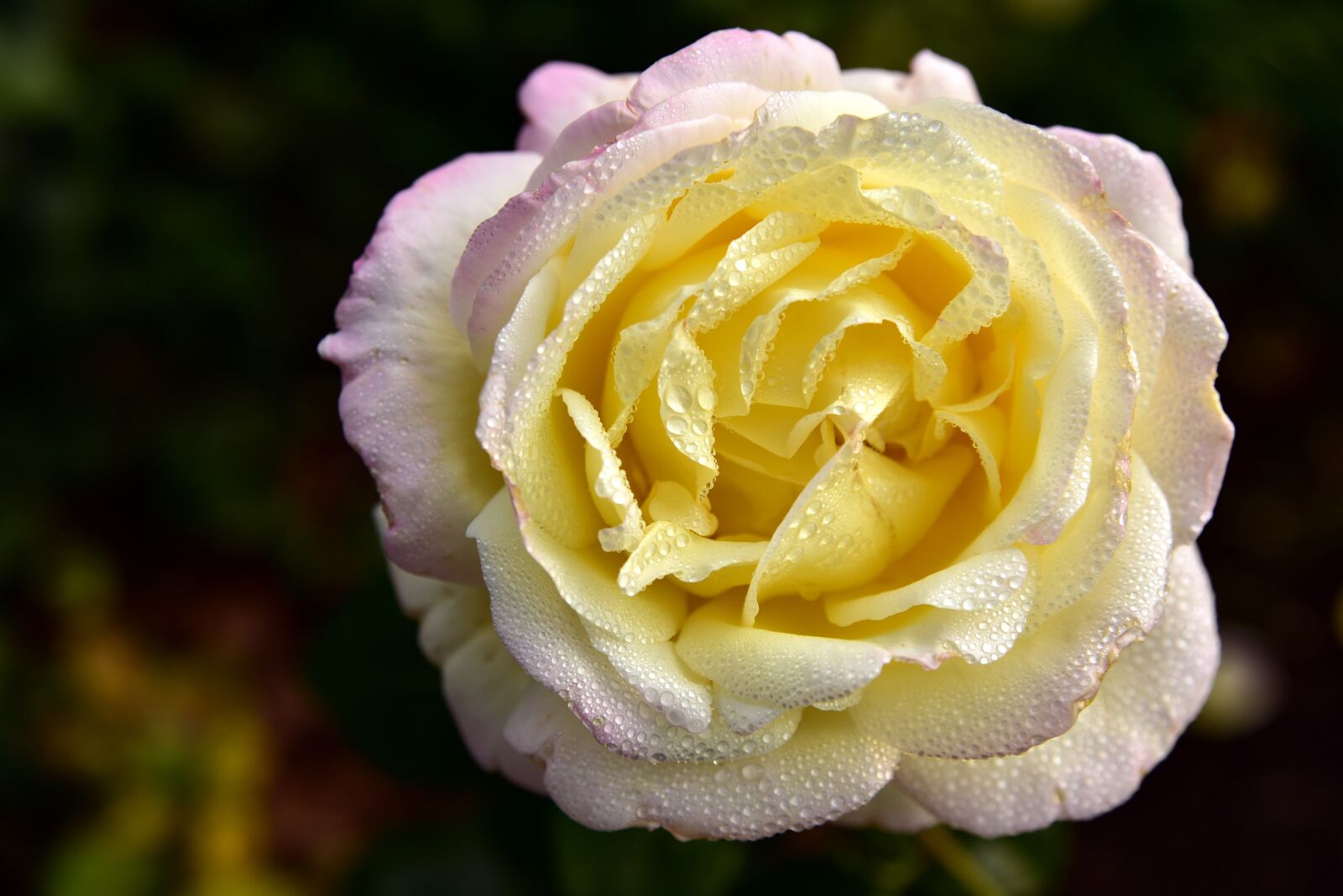 Nikon D750 sample photo. Rose, blossom, bloom photography