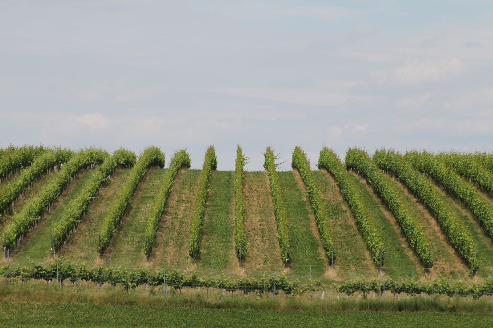 Canon EOS 60D + Canon EF 28-135mm F3.5-5.6 IS USM sample photo. Agriculture, nature, field photography